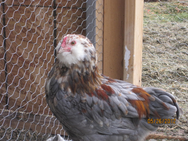 Blujem's Rooster, pretty boy!!