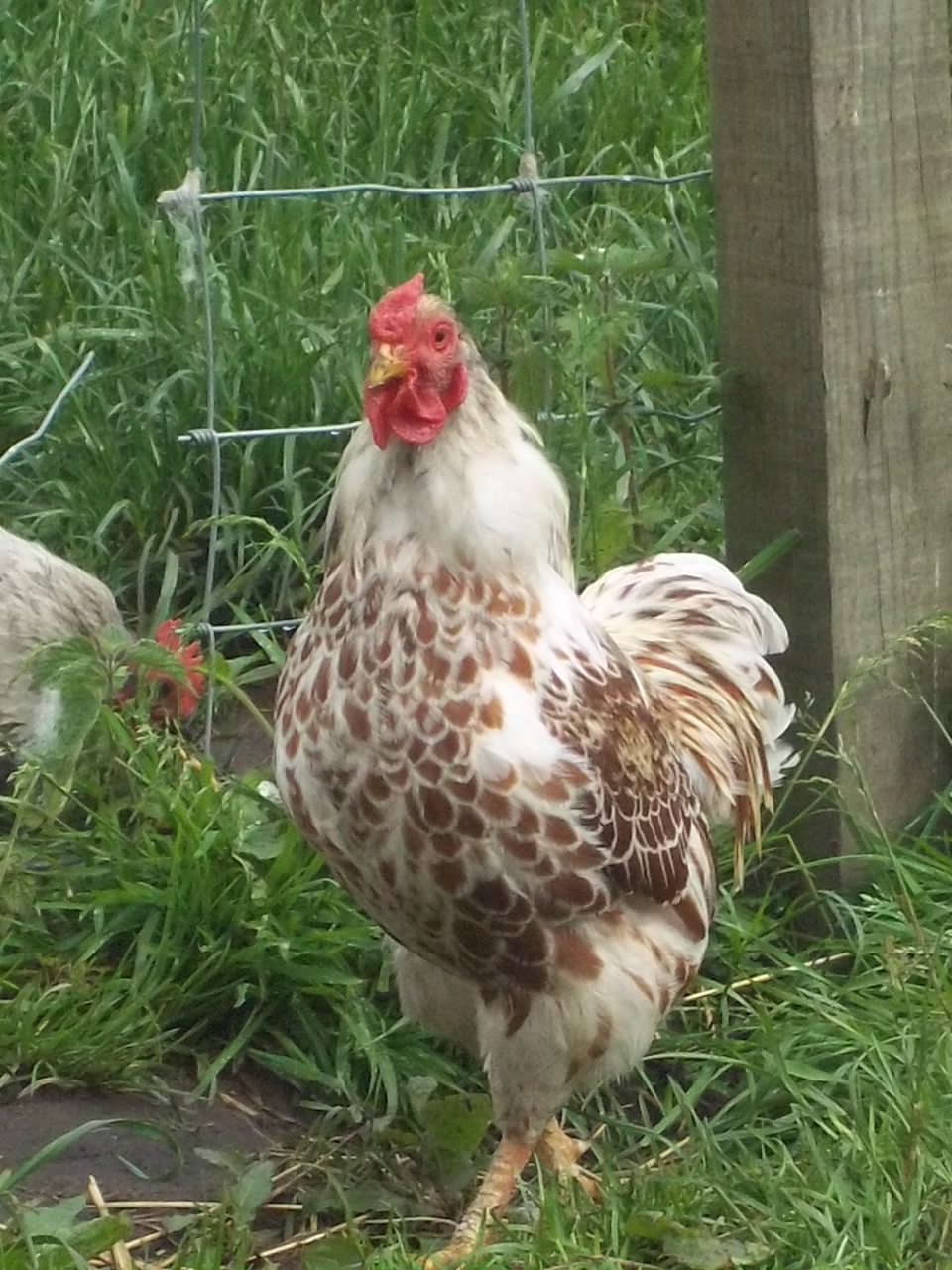 BLW Cockerel