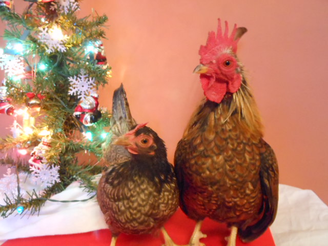 Bo and Daisy Duke