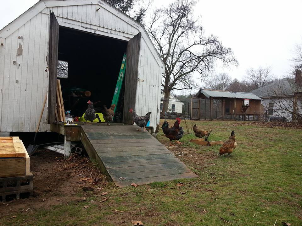 Bo guarding the flock.