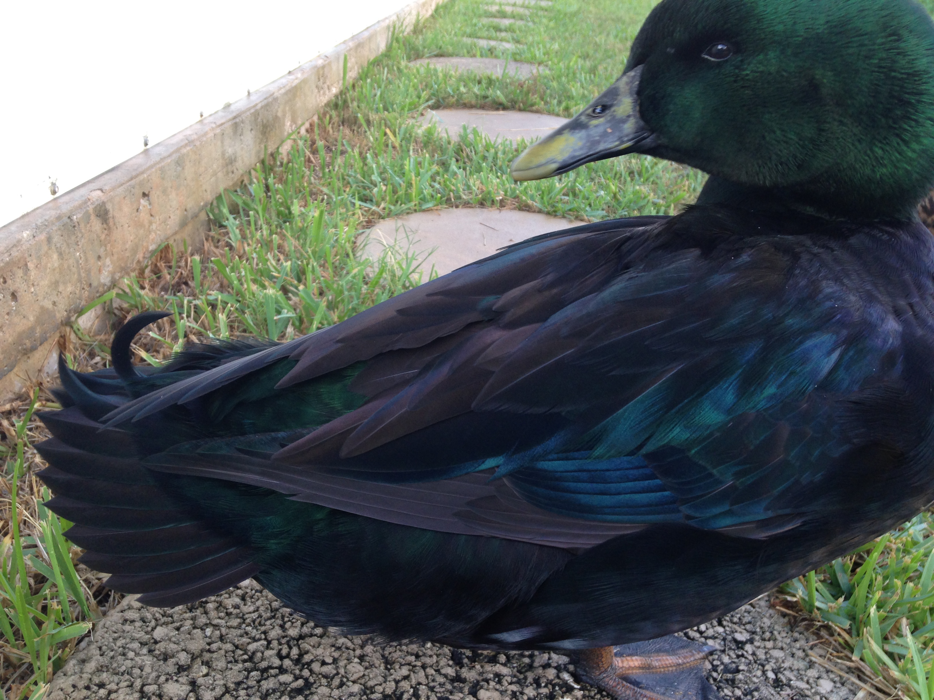 Bo ruffling his feathers! Look at that drake feather!