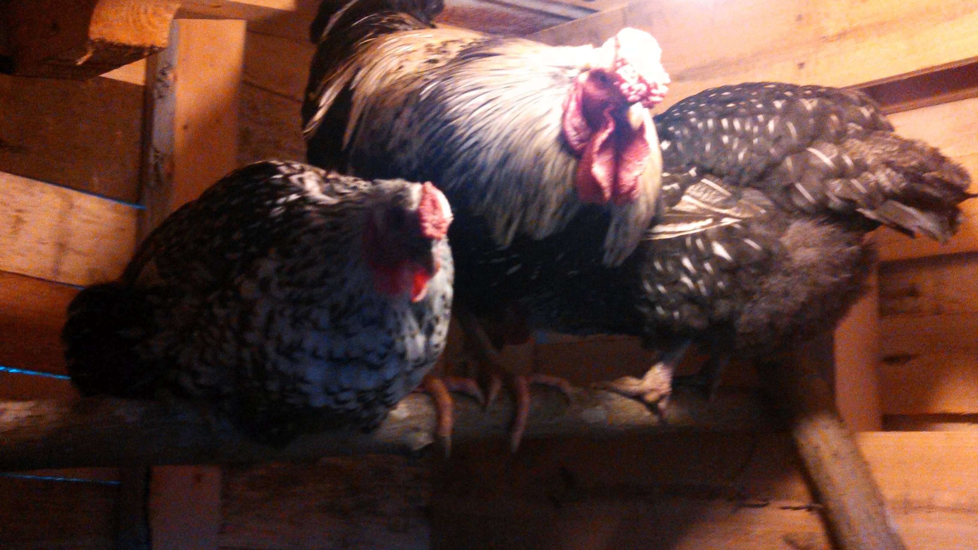 Bob and 2 of his lady's Jaba and Valentine. All 3 are silver Laced wyandotte