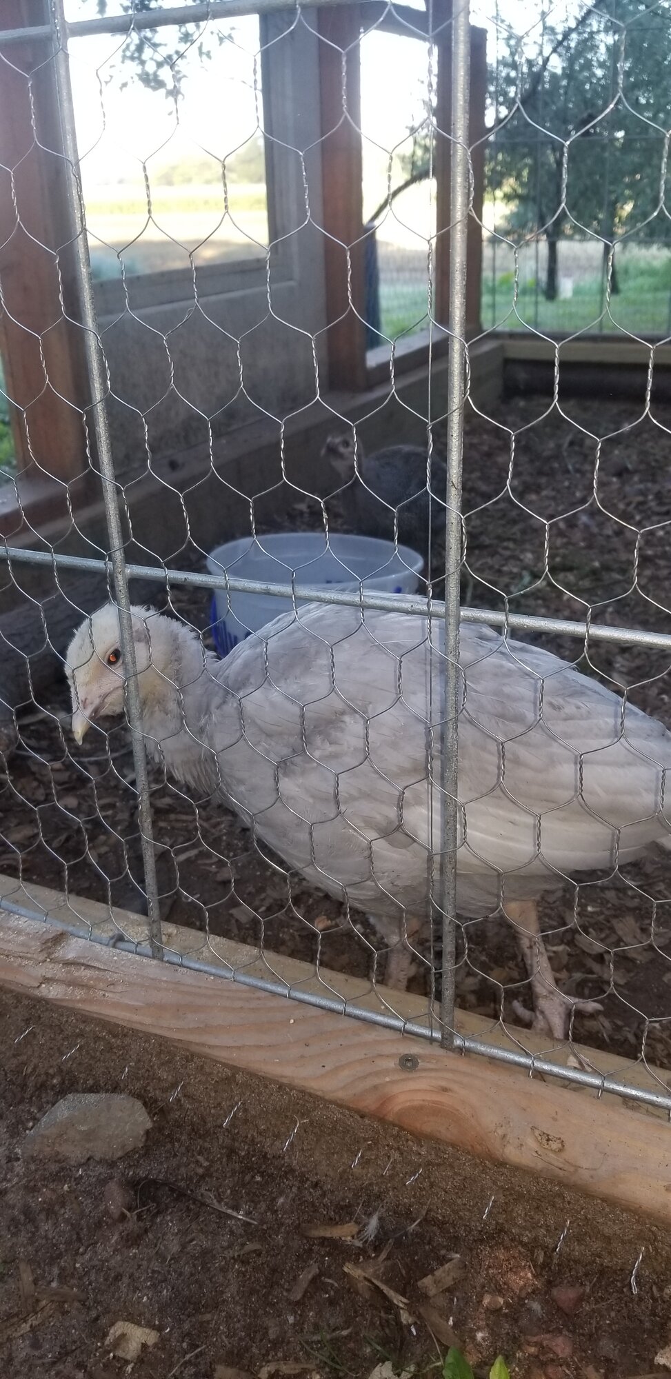 Bob blue slate Turkey