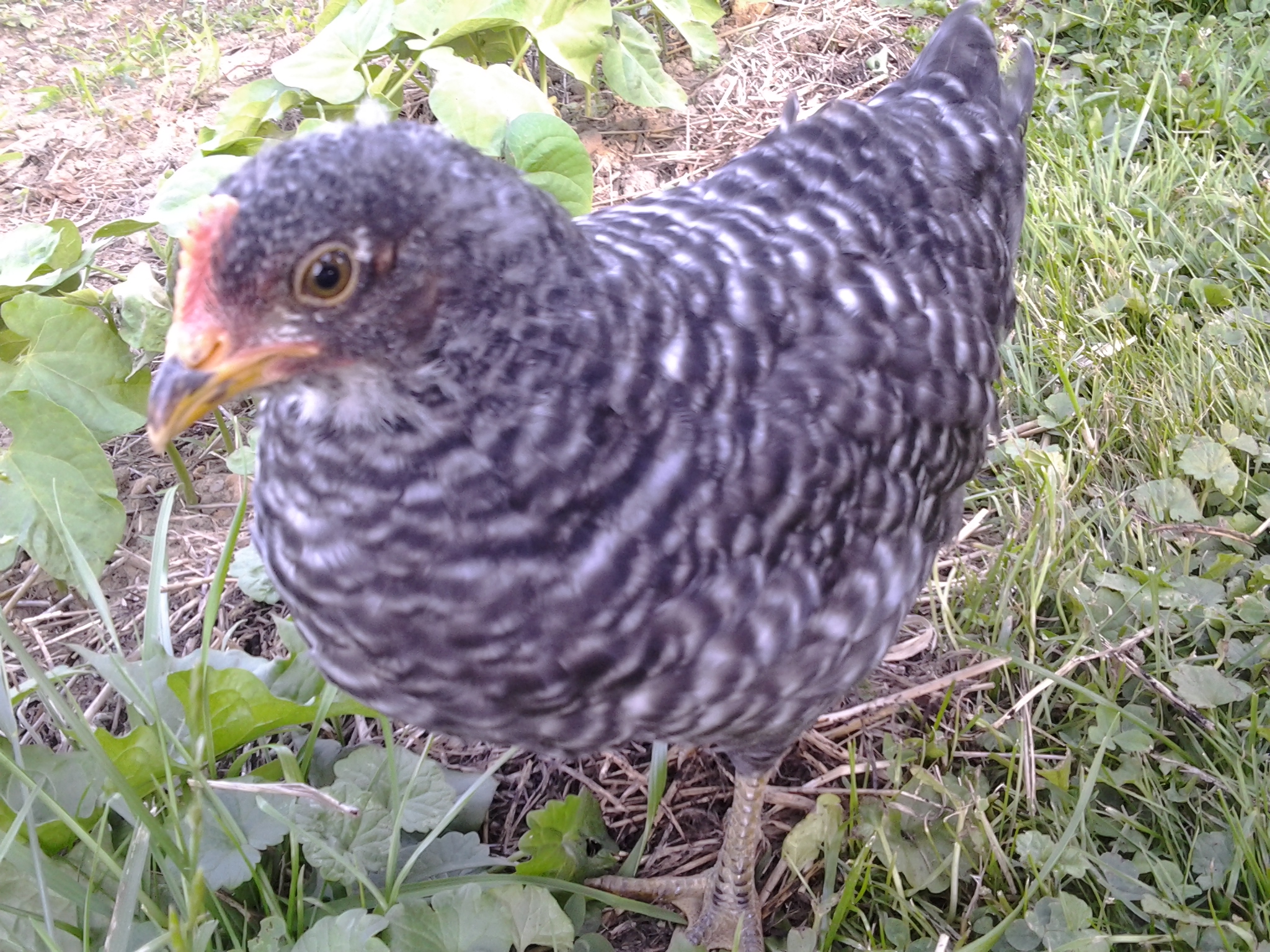 Bob, everyone's favorite.  She was either my Meal Maker or Leann's adopt me chick from Meyer's Hatchery. They had free shipping on Barred Rocks that week.