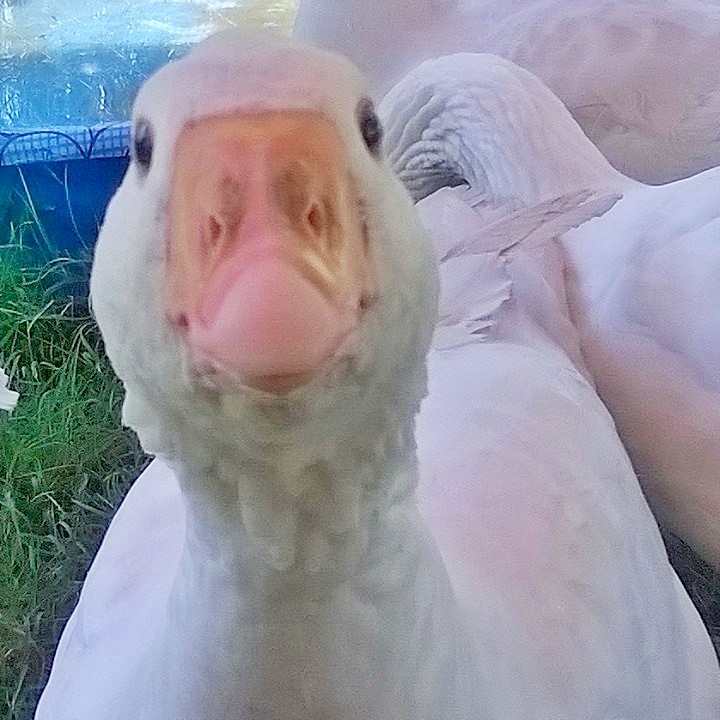 Bobble, my silly goose