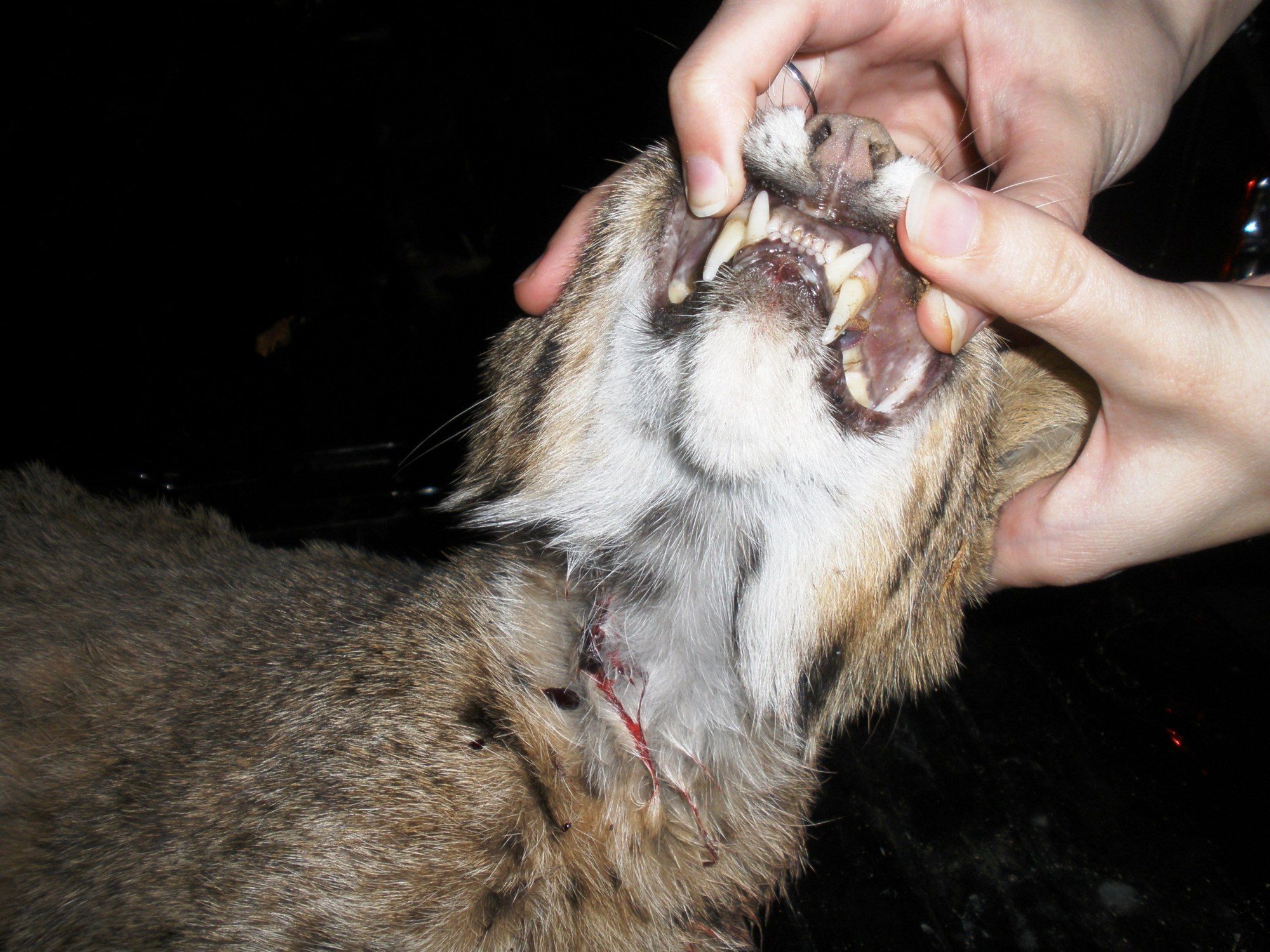Bobcat TEETH!