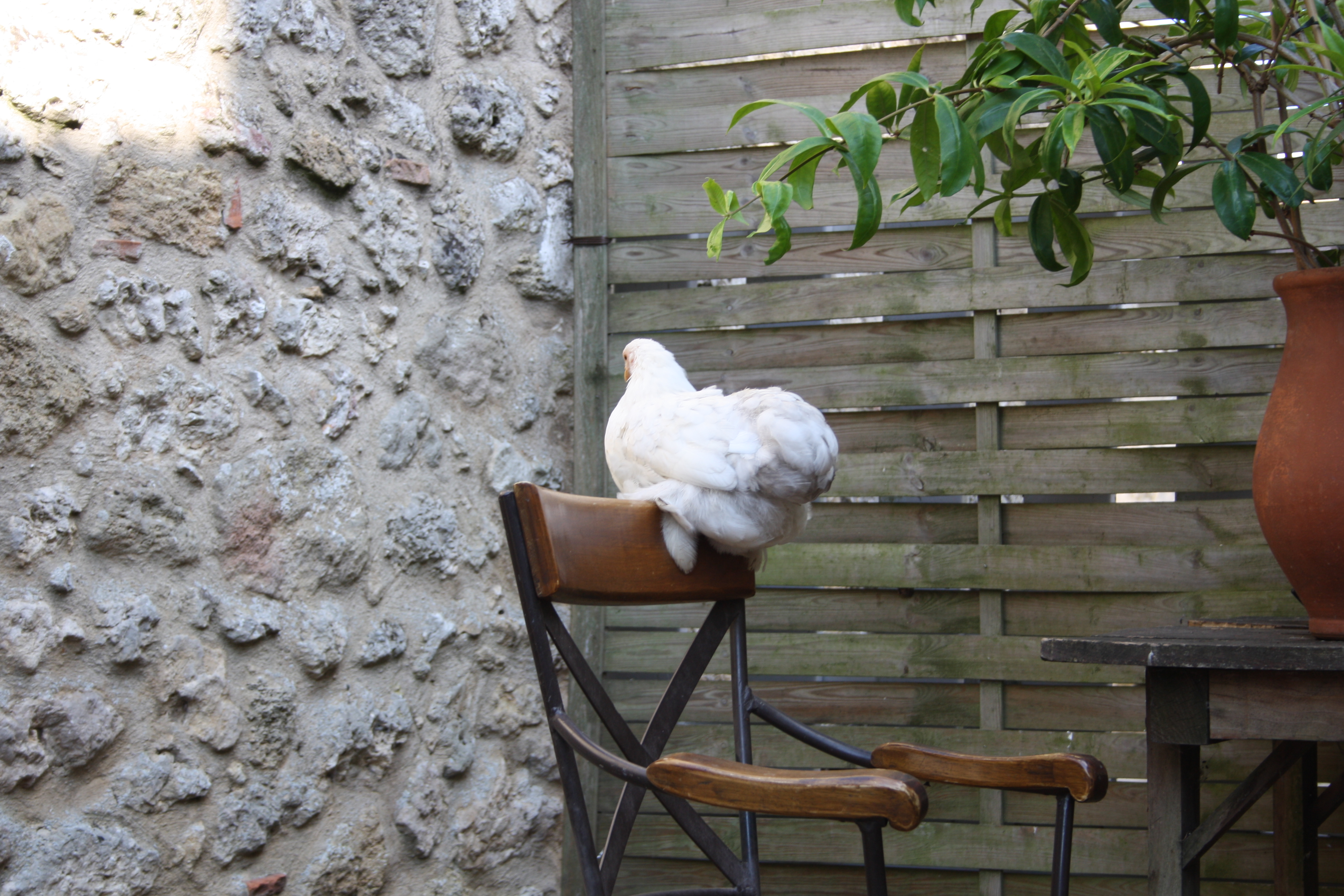 BOBTAIL by BOBROX