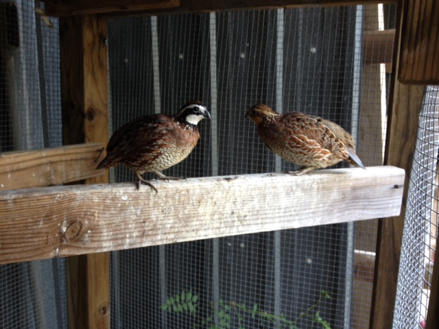 BOBWHITE Quail