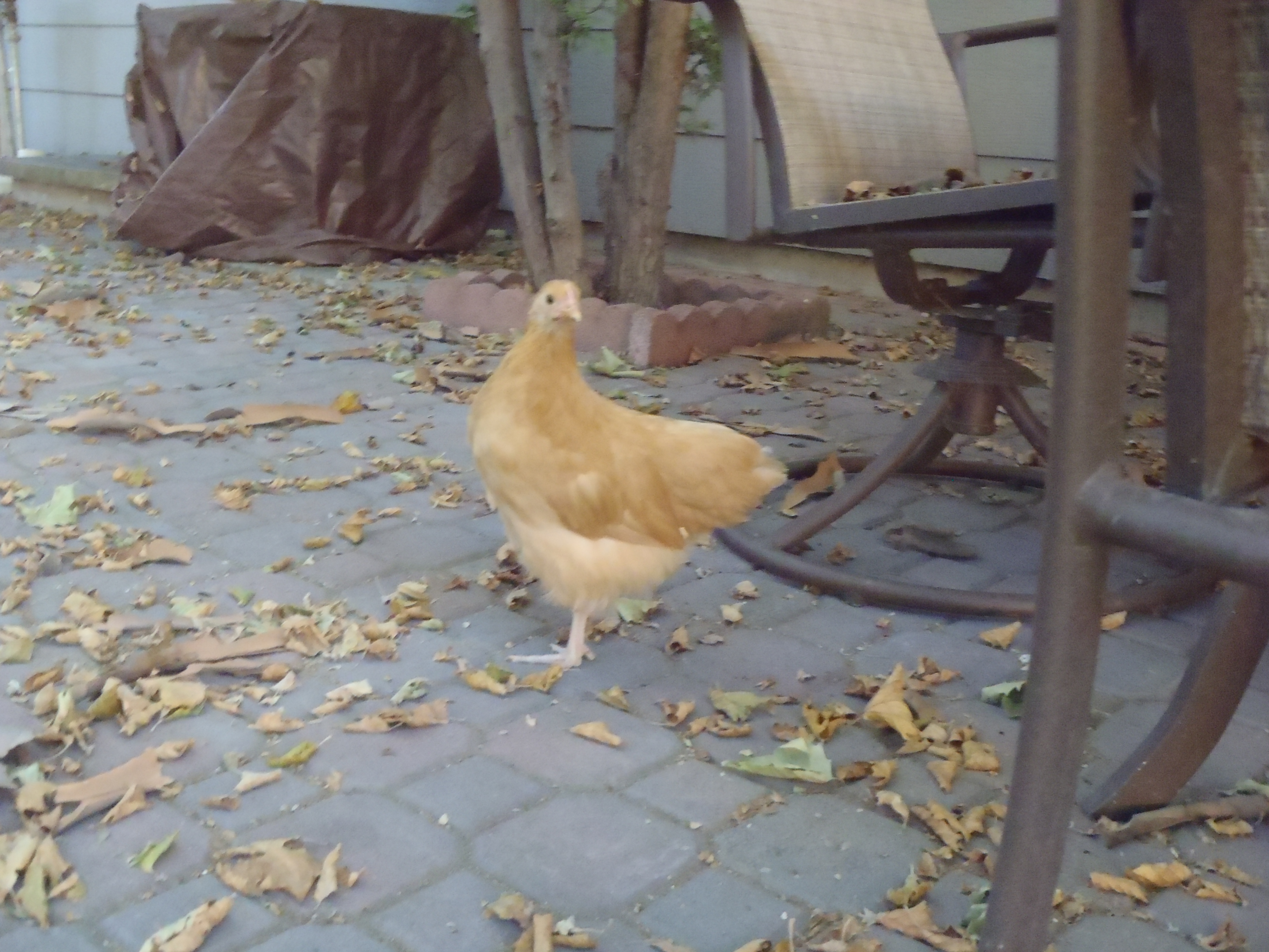 Boca, our Buff Orpington: 9 weeks