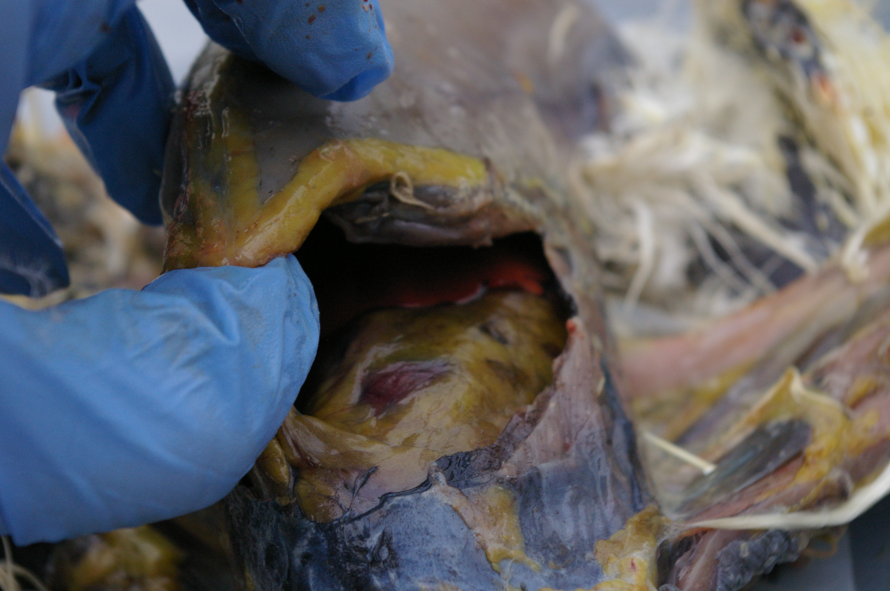 Body cavity opened at the bottom on the keel. I worked my way up the sides of the cavity to open the cavity like a box.