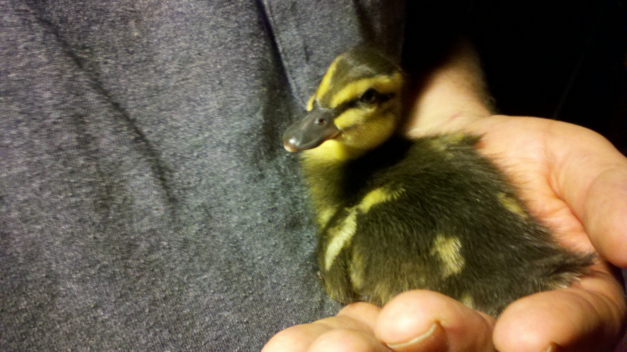 Body shot of duckling
