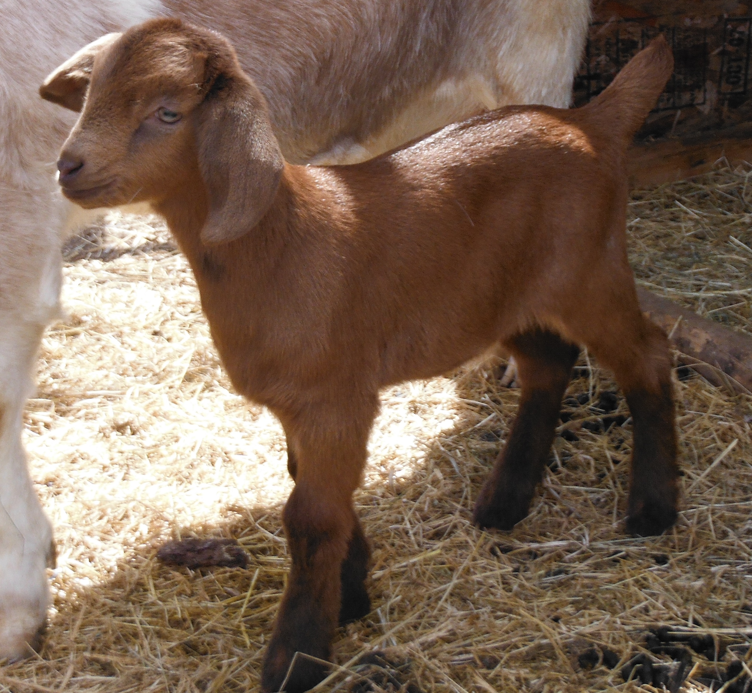 boer nubian cross - Bruno