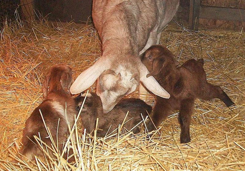 Boer Nubian Cross, just born