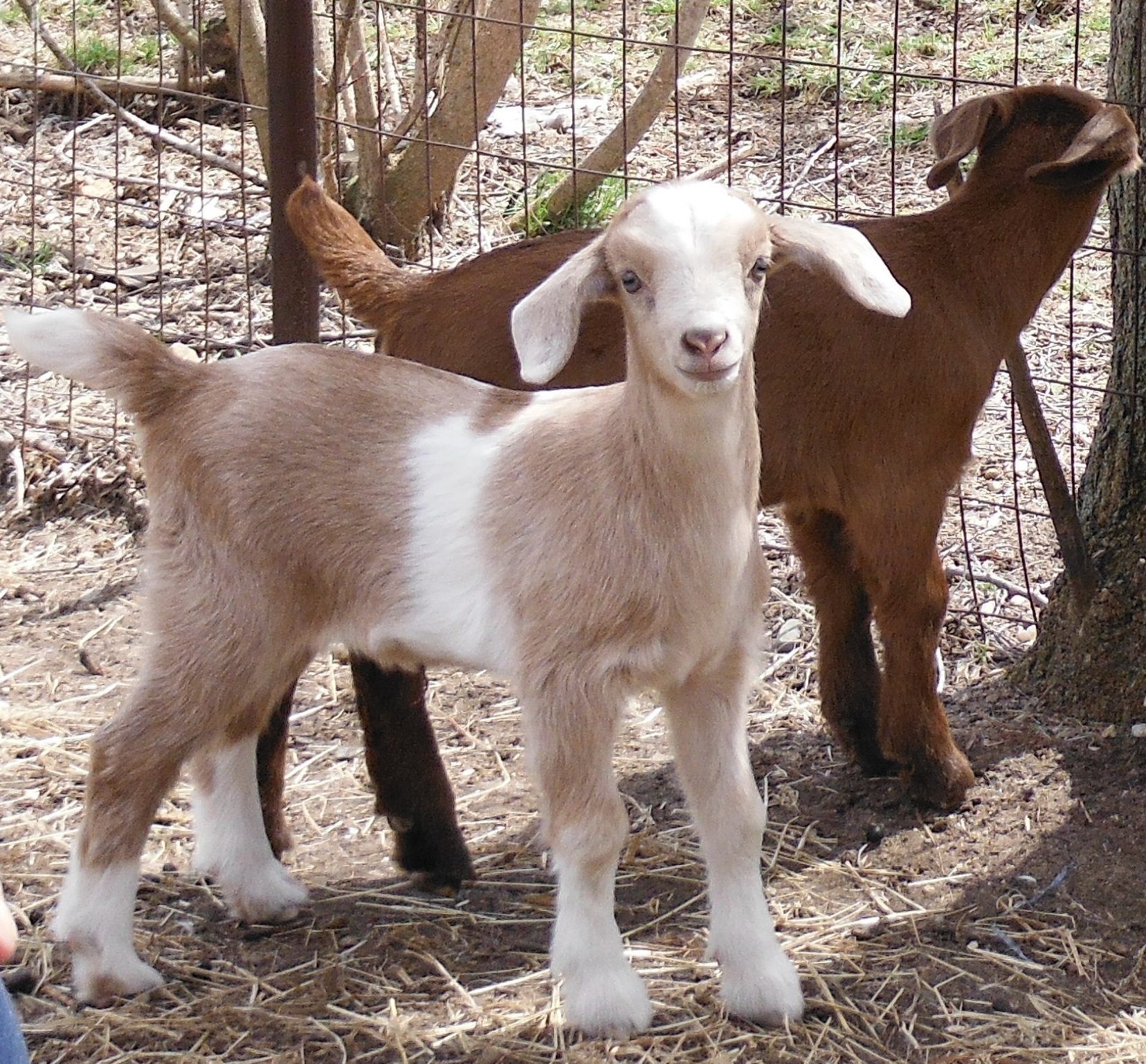 boer nubian cross - Lena