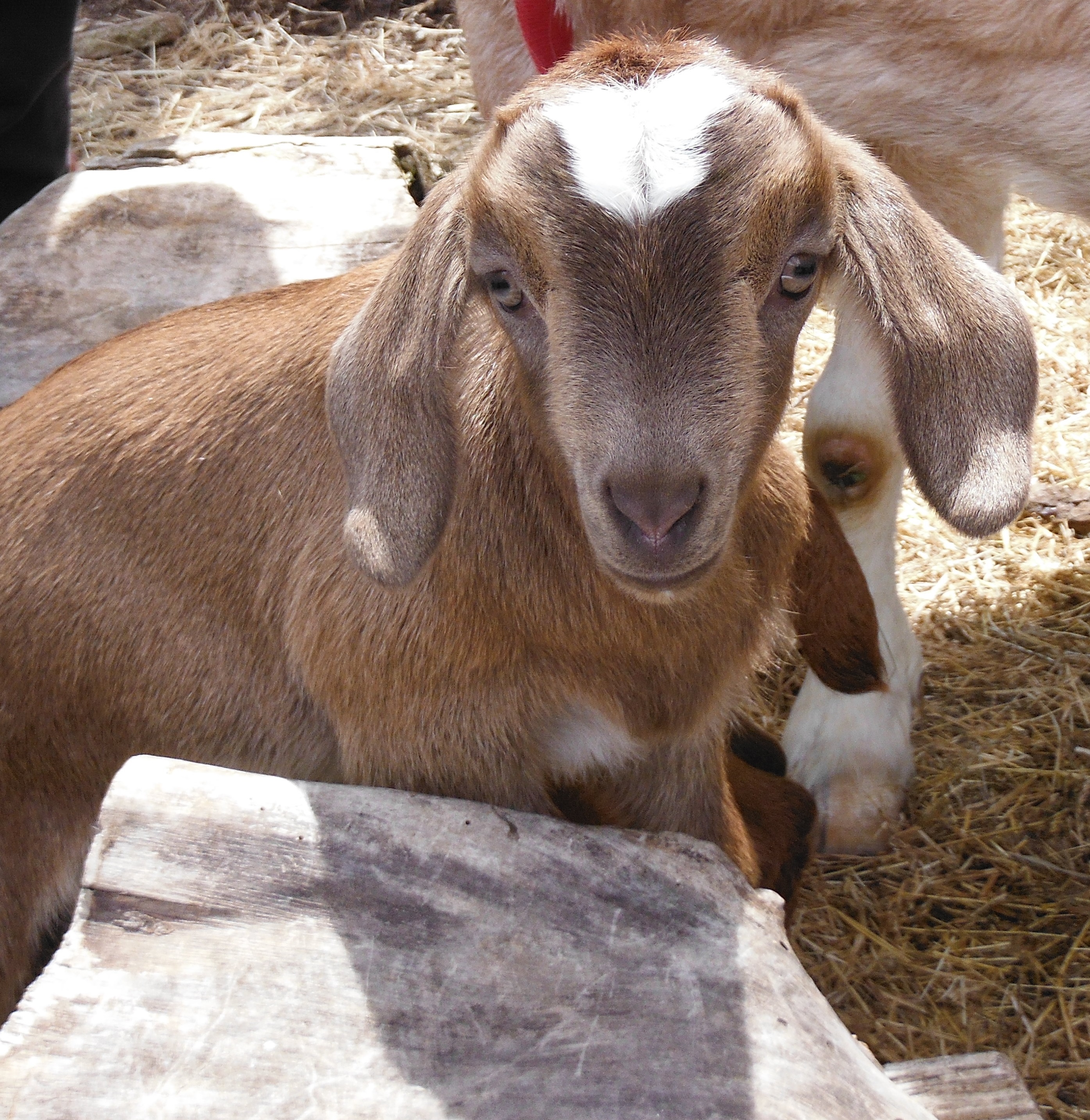 boer nubian cross - Liam