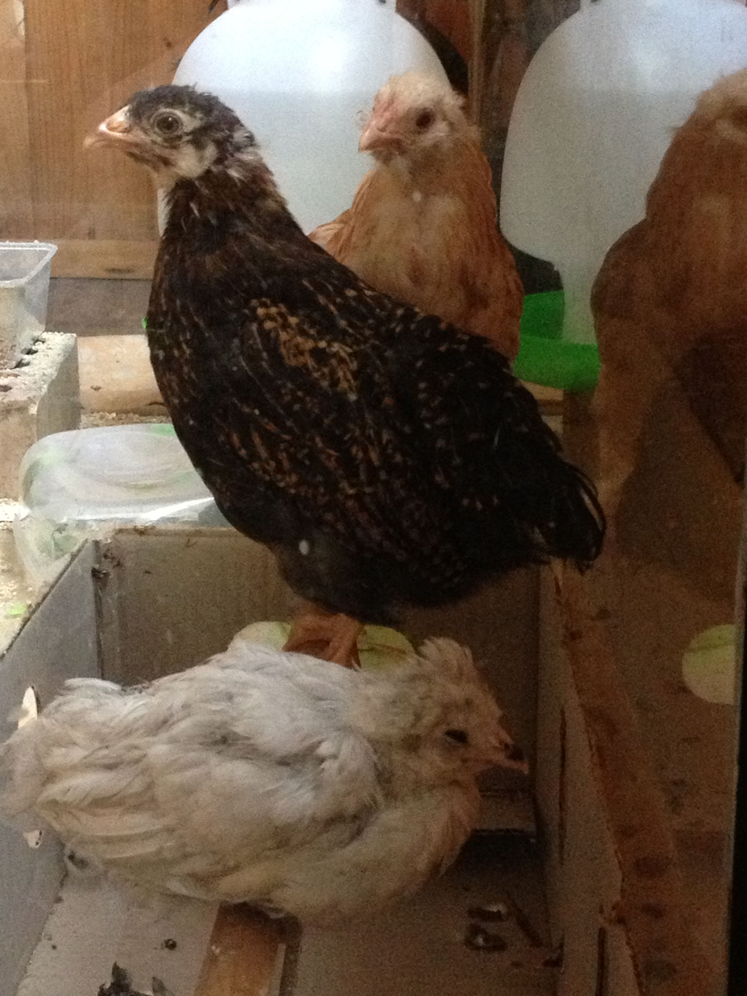 Boethiah (back), Nocturnal (middle), Vaermina (front)