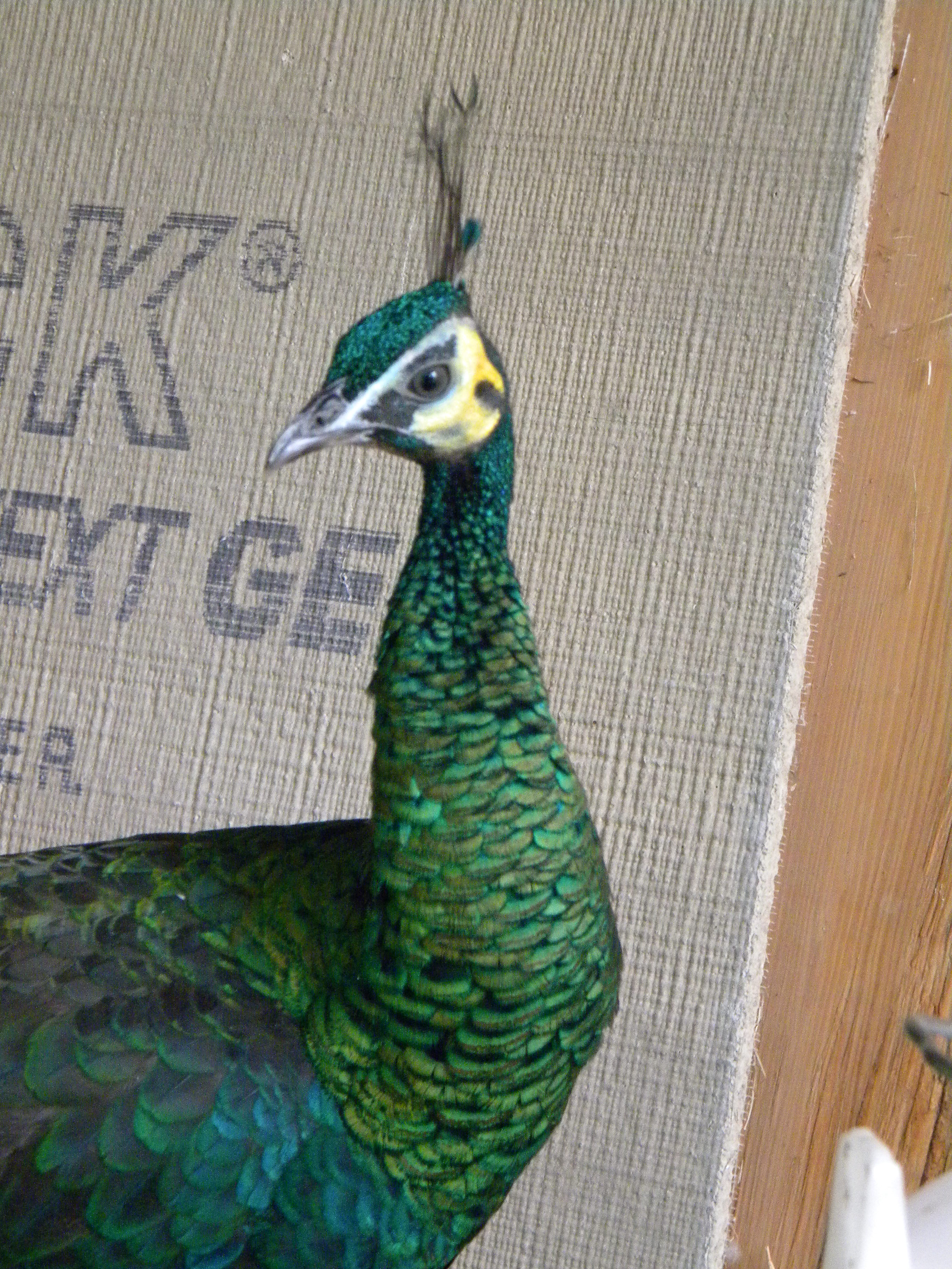 Bogie, my Imperator yearling cock.