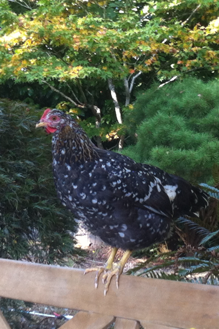 Bold-Eagle.  She's our only un-crested and my 5-year old named her since he thinks she looks like a bald eagle, howerver he thinks they are called bold eagles : )