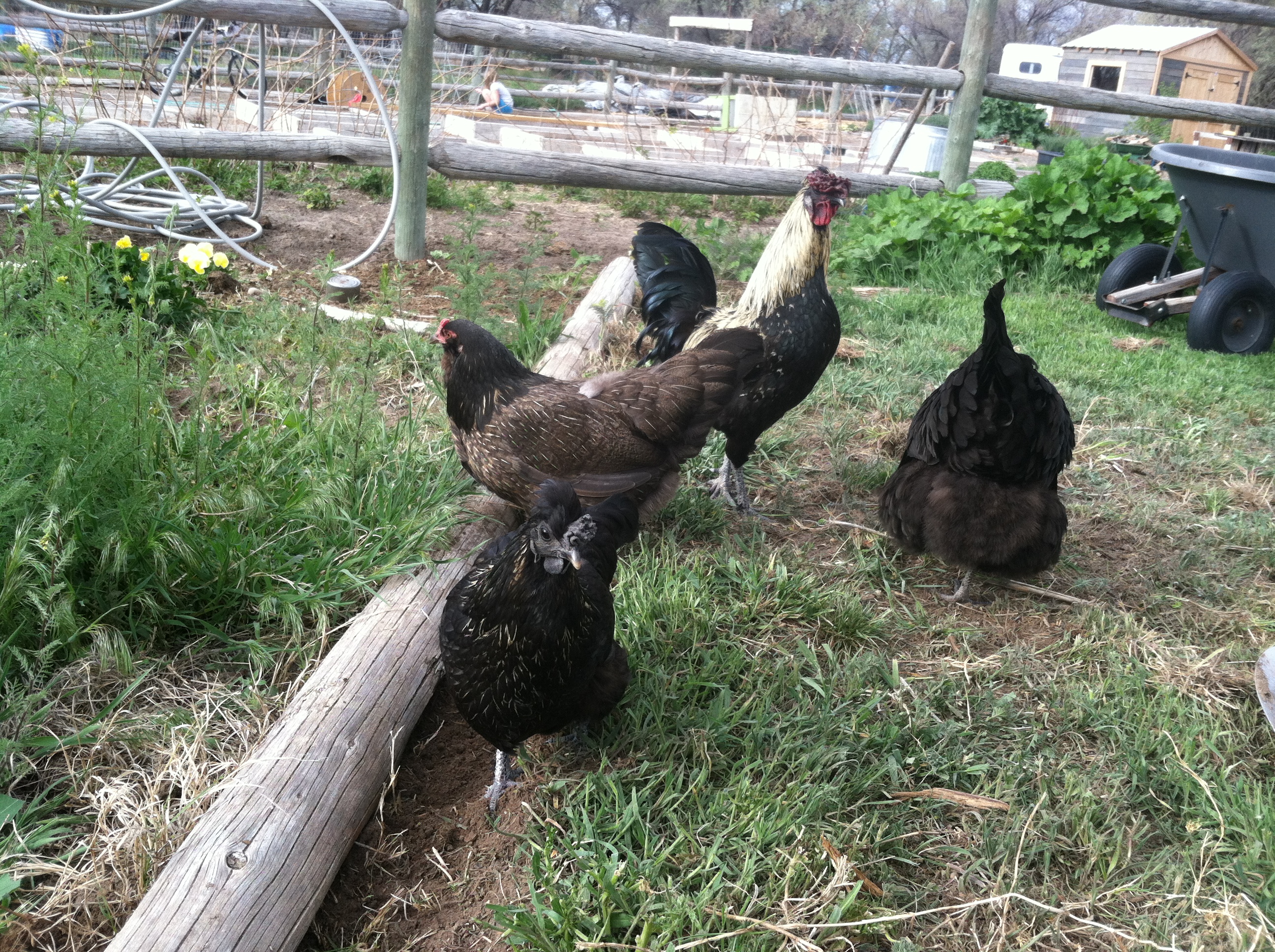 BonBon, Susie, Avery and Charlie assisting in the weeding.  Charlie likes to stand watch over his girls, but gets jealous because they hang out with me for worms.