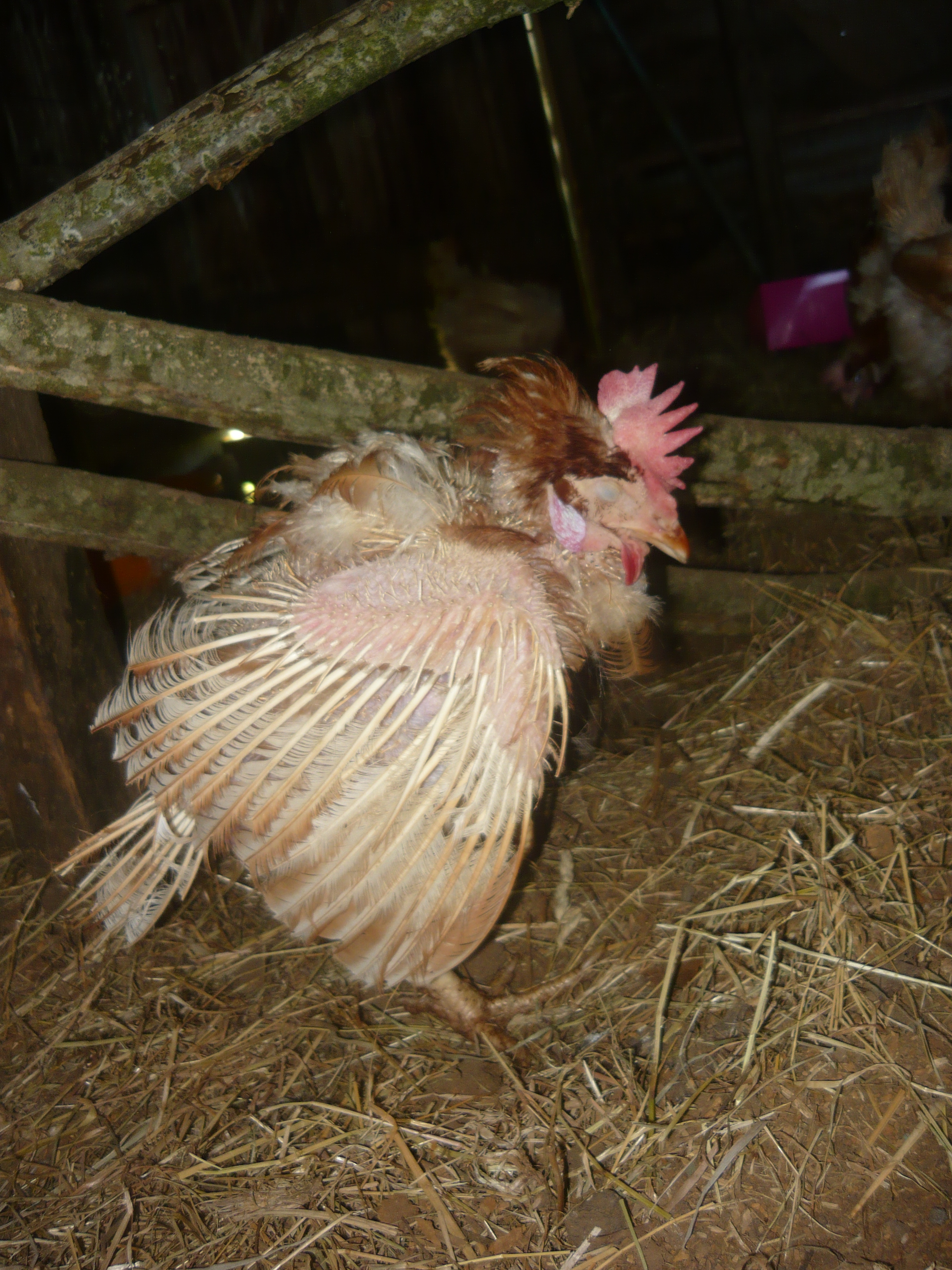 Boney, at least she experienced a few days of freedom before passing.
