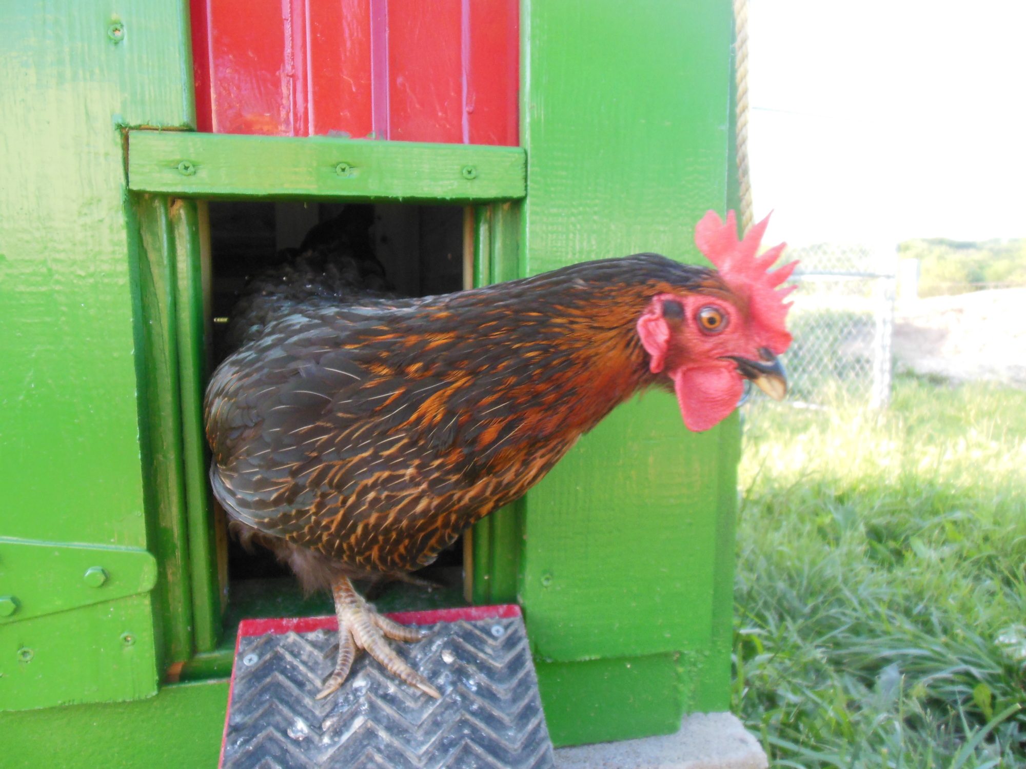 Bonnet coming out of the Hen-a-bago