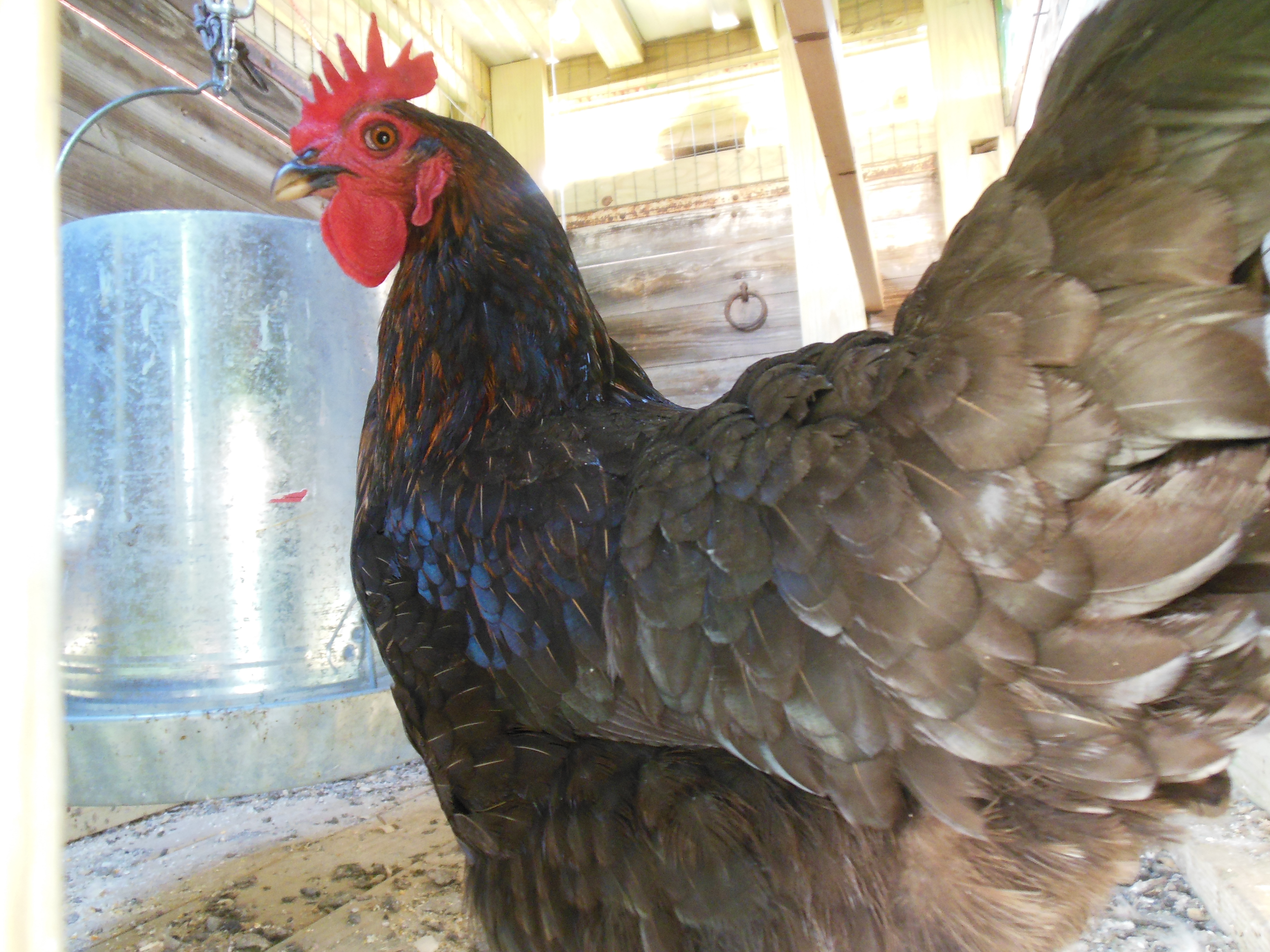 Bonnet in the Hen-a-bago