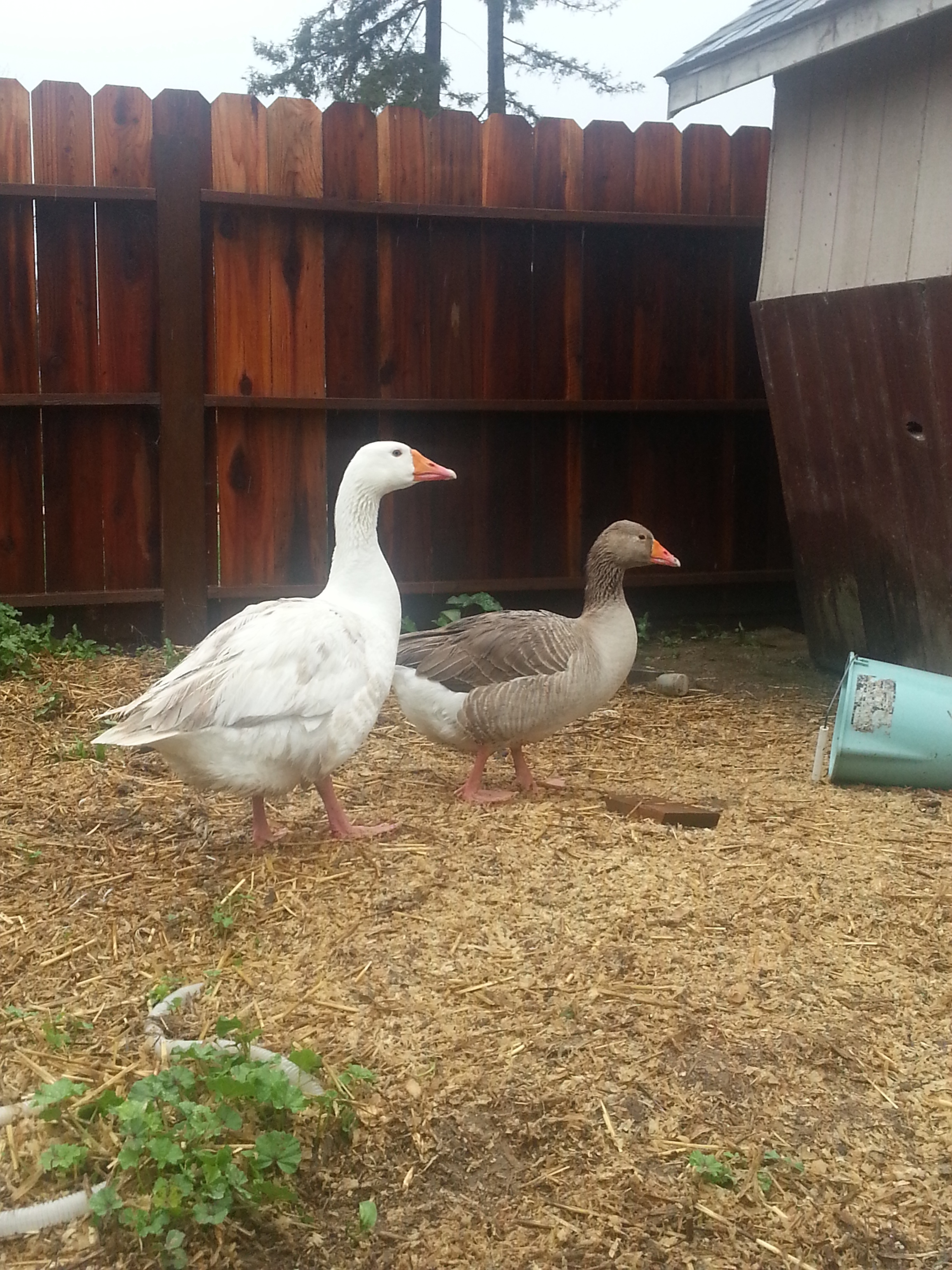 Bonnie and Clyde in coop junkyard. This is where the old stuff piles up, to the left of the coop. The chickens are idiots and think I just put out fresh foraging material. They have been pooping on it all along!