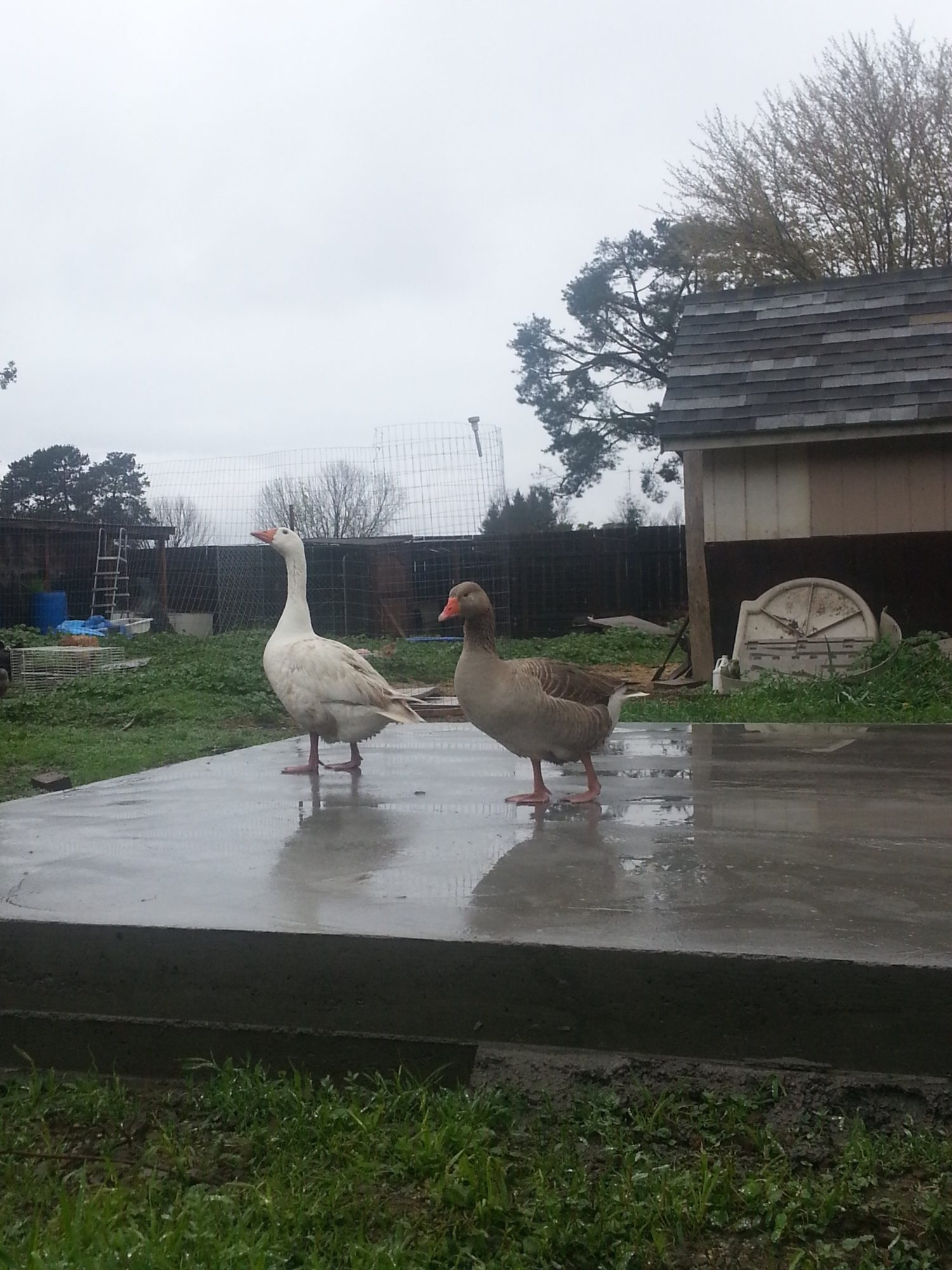 Bonnie and Clyde, Pilgrim geese, almost one year old. They are so pretty to look at!