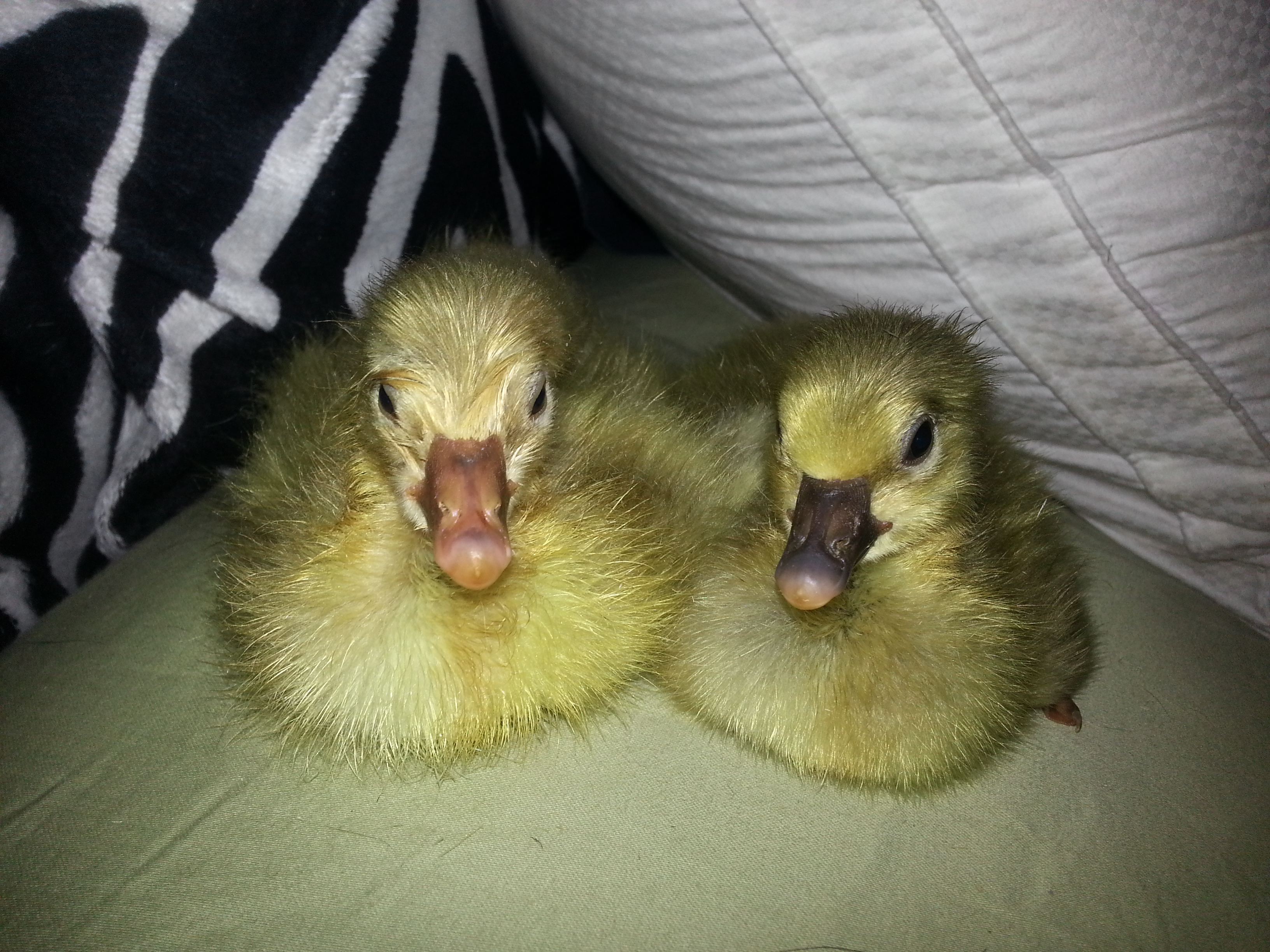 Bonnie and Clyde's first pair of babies, one boy and one girl. Right on Time.