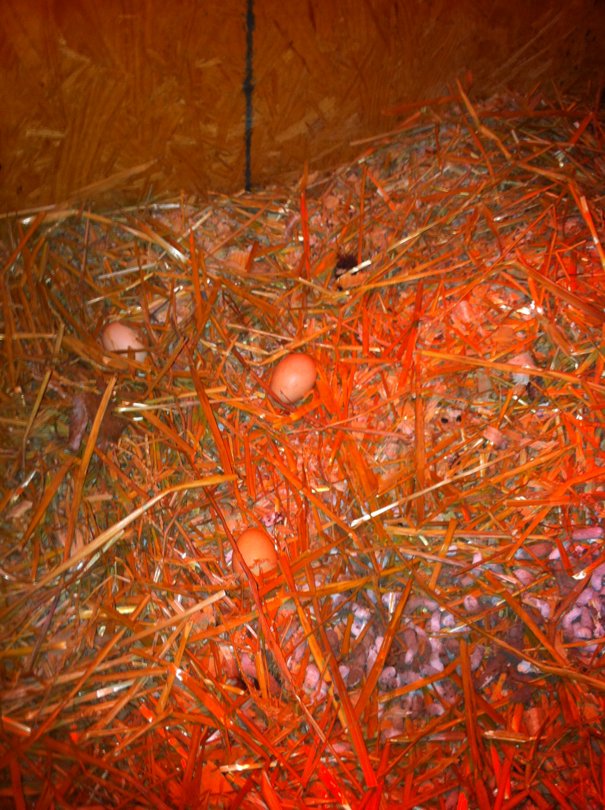Bonnie finaly started laying, these are her first three.