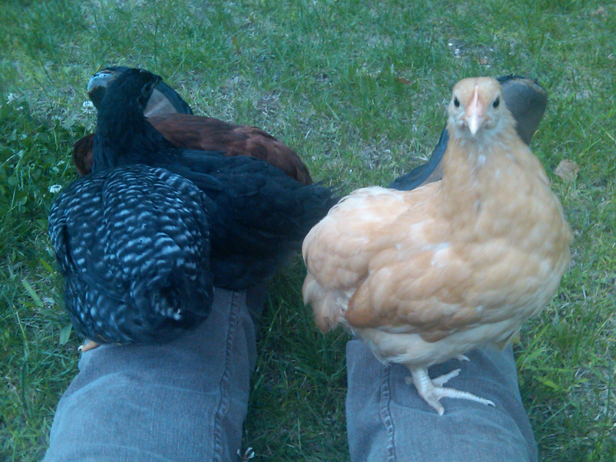 Bonnie looking at me ....... the other girls all on one leg.   Check out my "yard shoes"!!