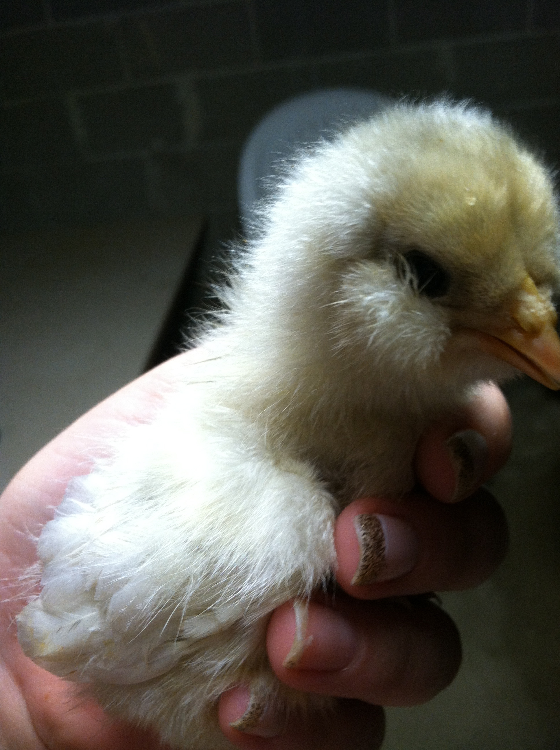 Bonnie, my newest of the six girlies, she's a claimed Ameraucana like the other three are, but according to these forums she's most likely an easter egger? Regardless, she's adorable and fluffy as can be! She replaced my polish crested that suddenly died the other day):