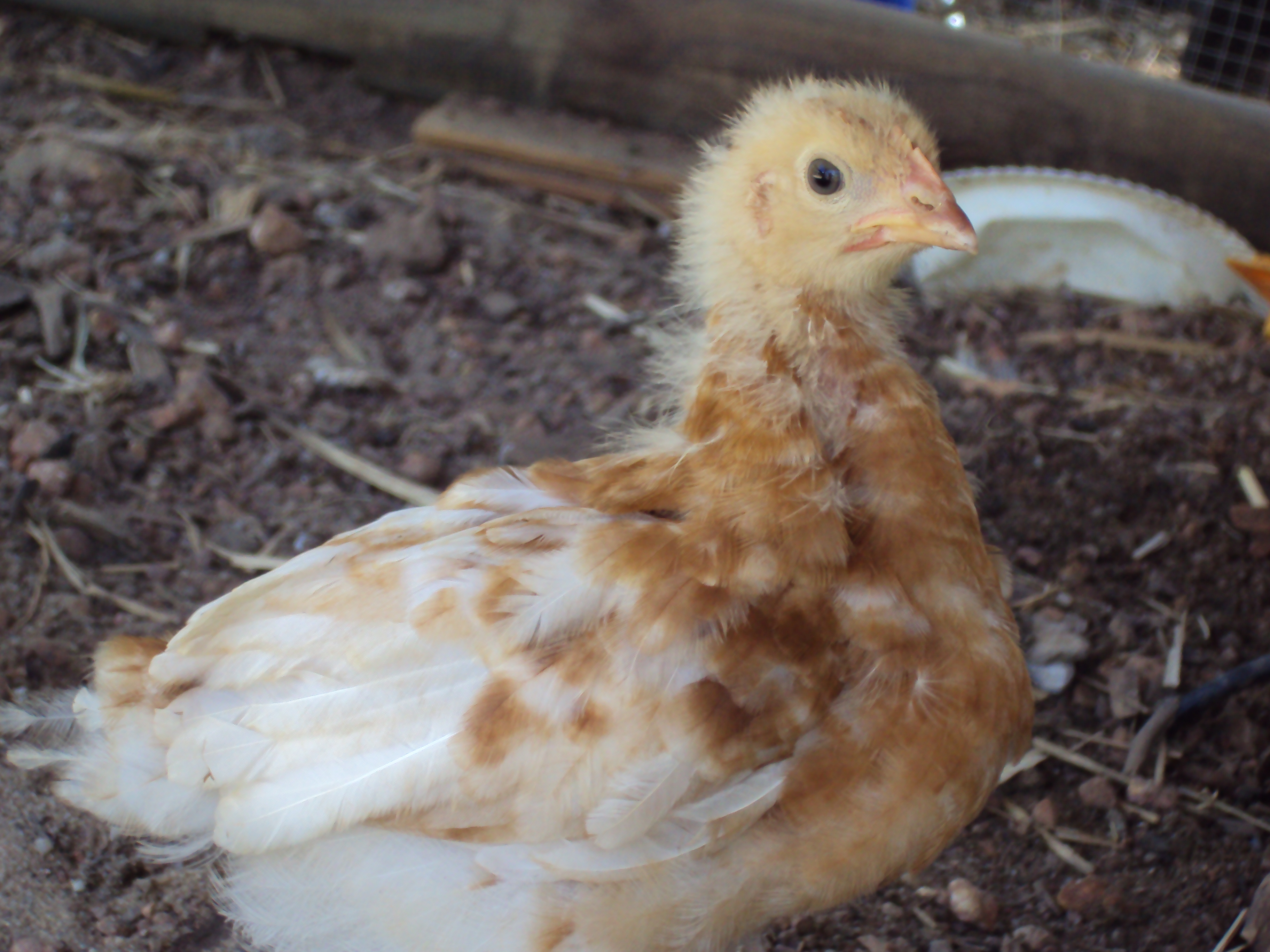 Bonnie poses for the camera