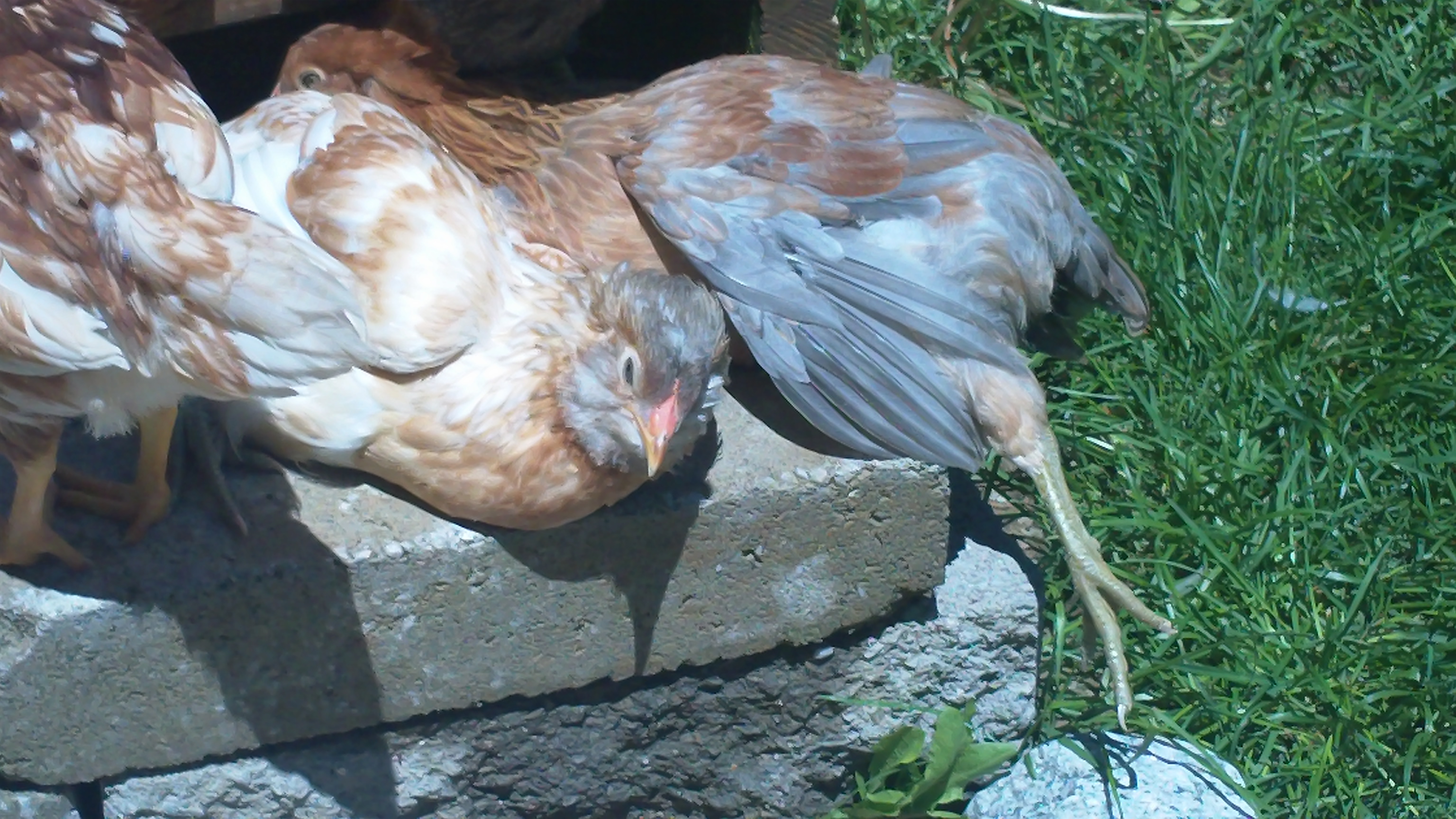 Bonnie sunbathing, Clyde awkwardly stretching, and Cooper's butt