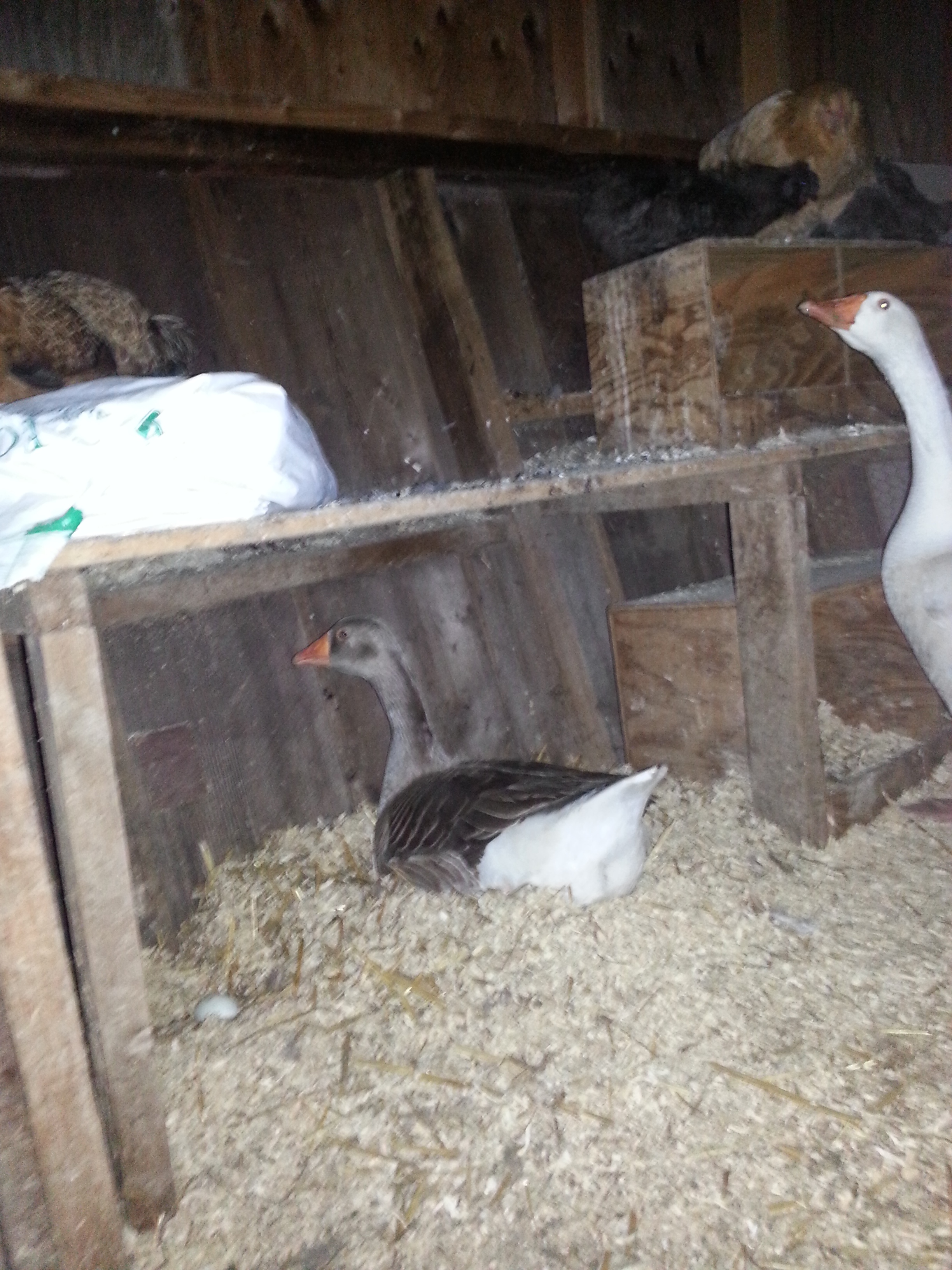 Bonnie was "caught" sitting on eggs one night when I closed the coop. I waiting until she went back, swung the door open and took a pic blindly. pretty good for not being able to see at ALL.