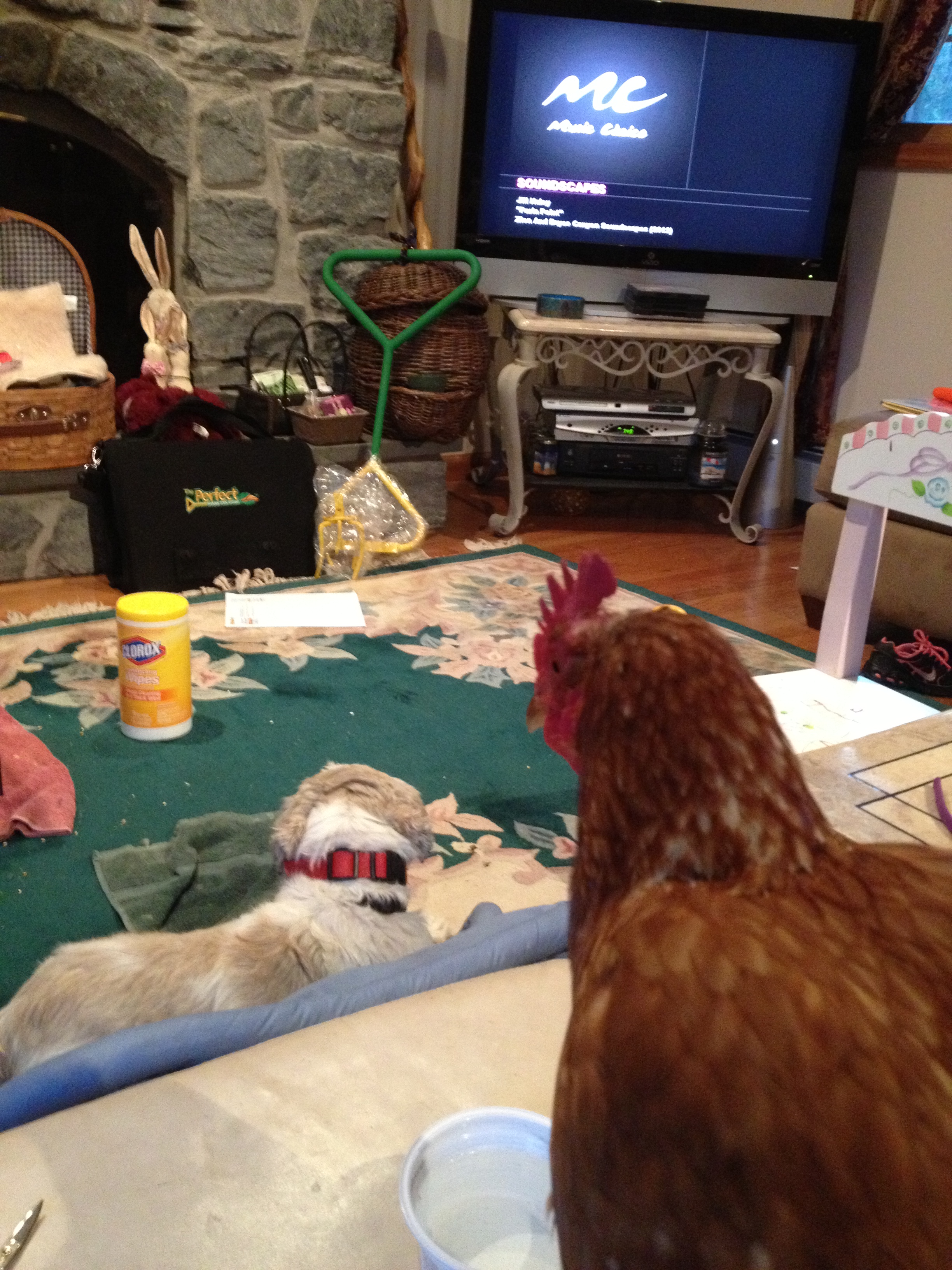 Boo Boo and Rainbow Chicken enjoying Soothing Soundscapes on the TV