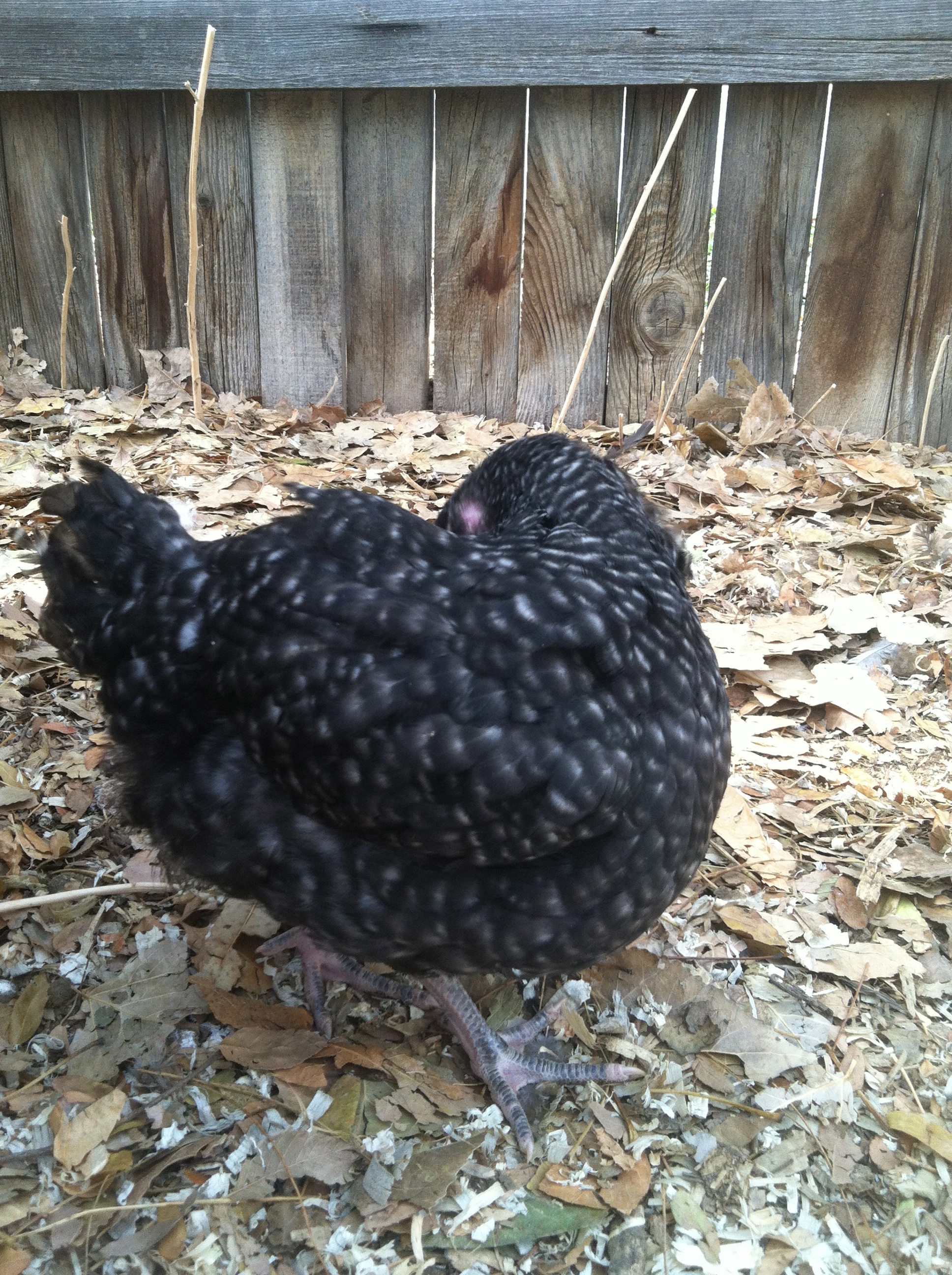 Boo cleaning herself.