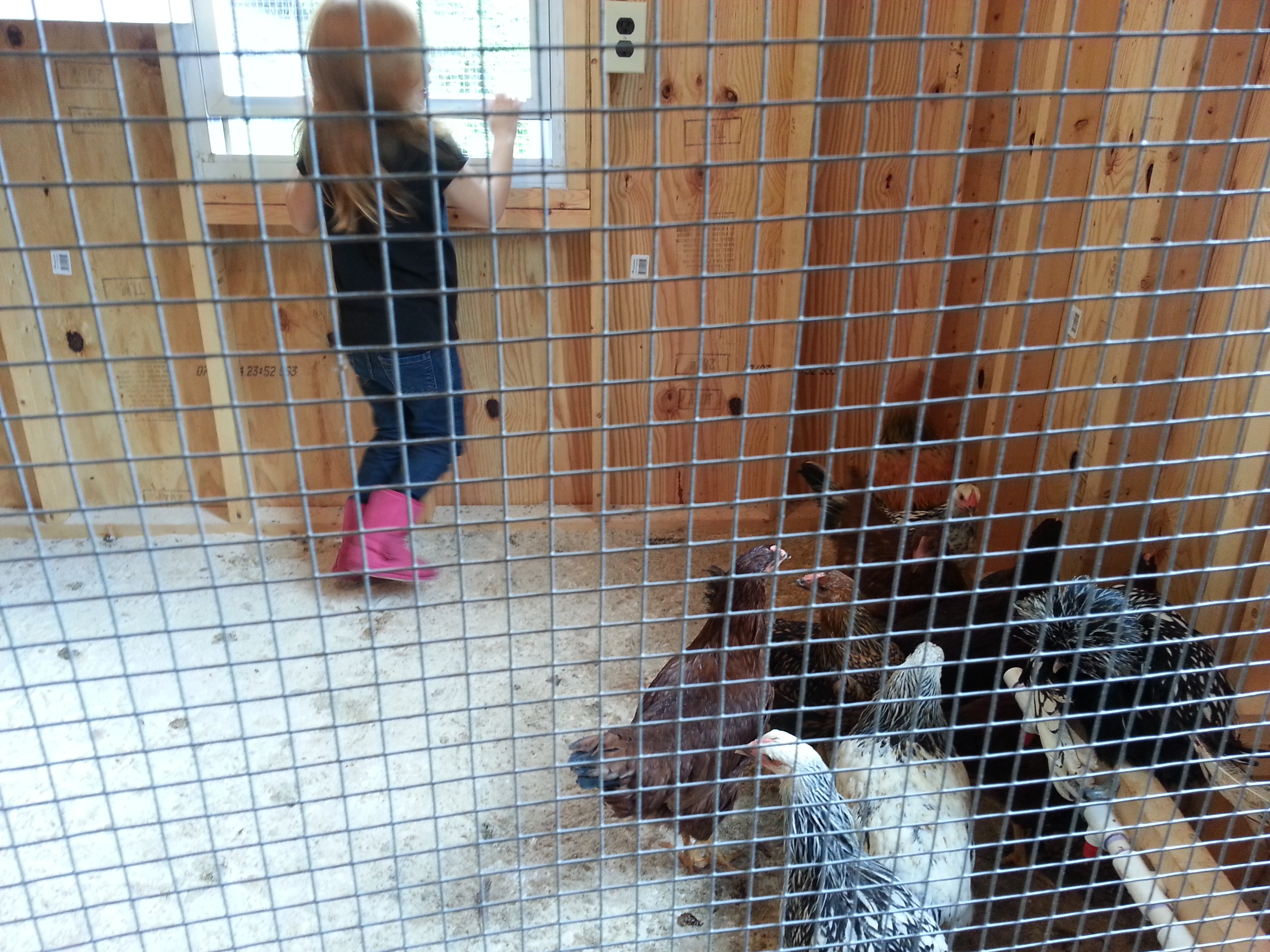 boo enjoying her chickens in their new hen house