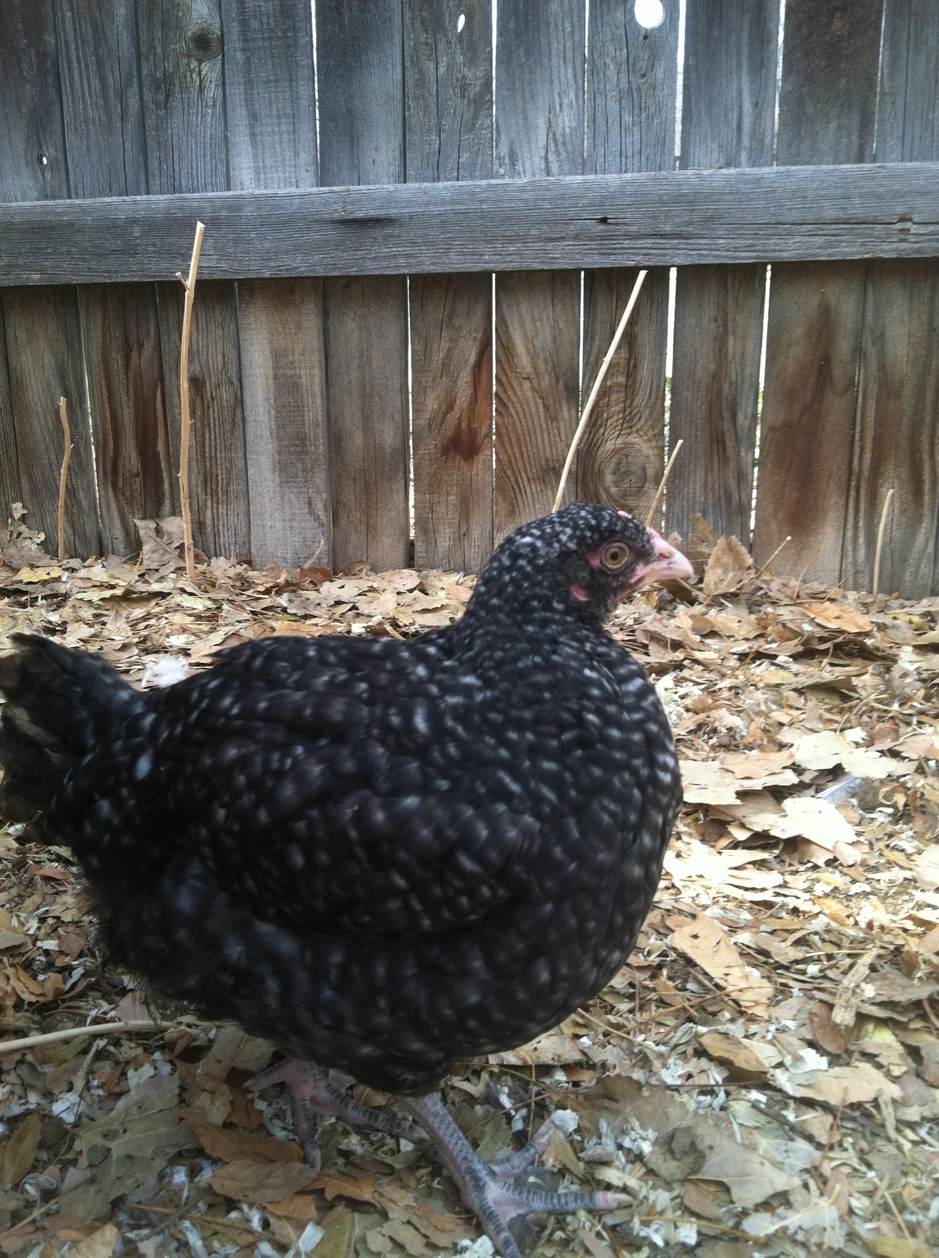 Boo is our Cuckoo Maran.