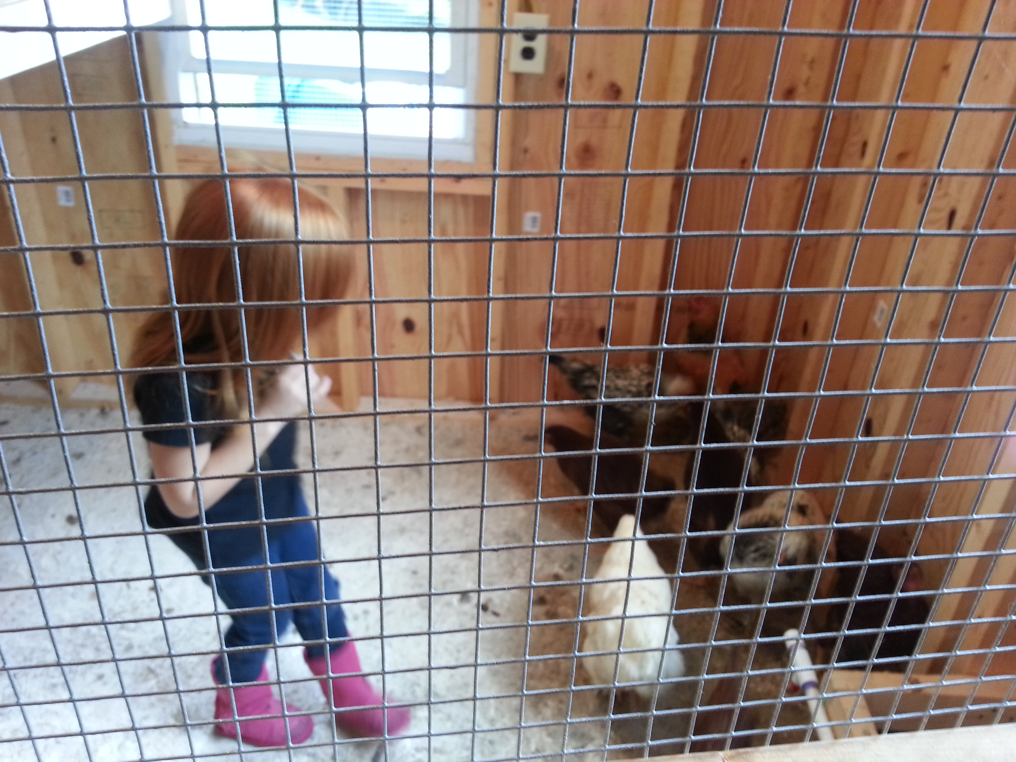 boo playing with her chicks