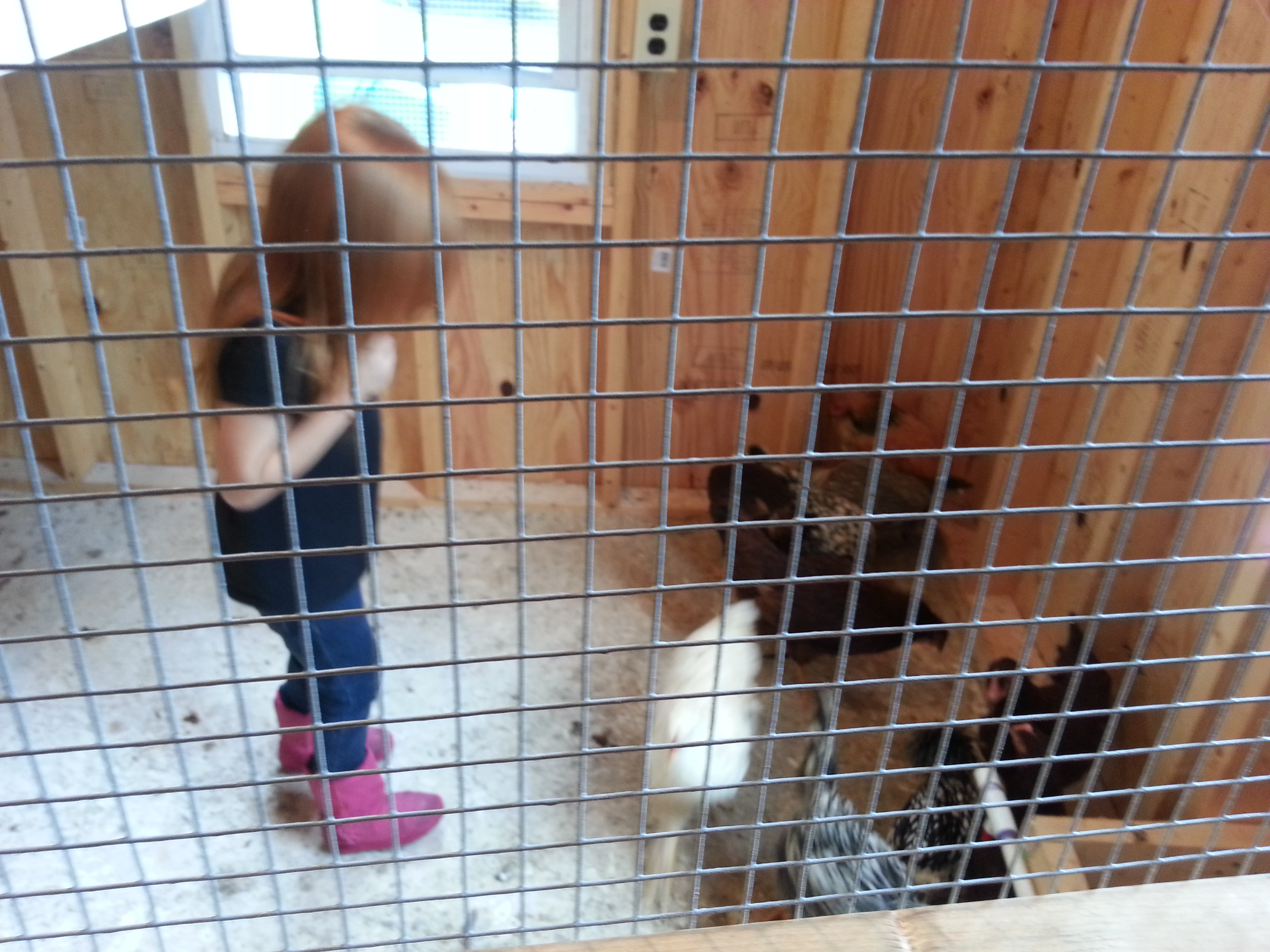 boo spending time with her chicks