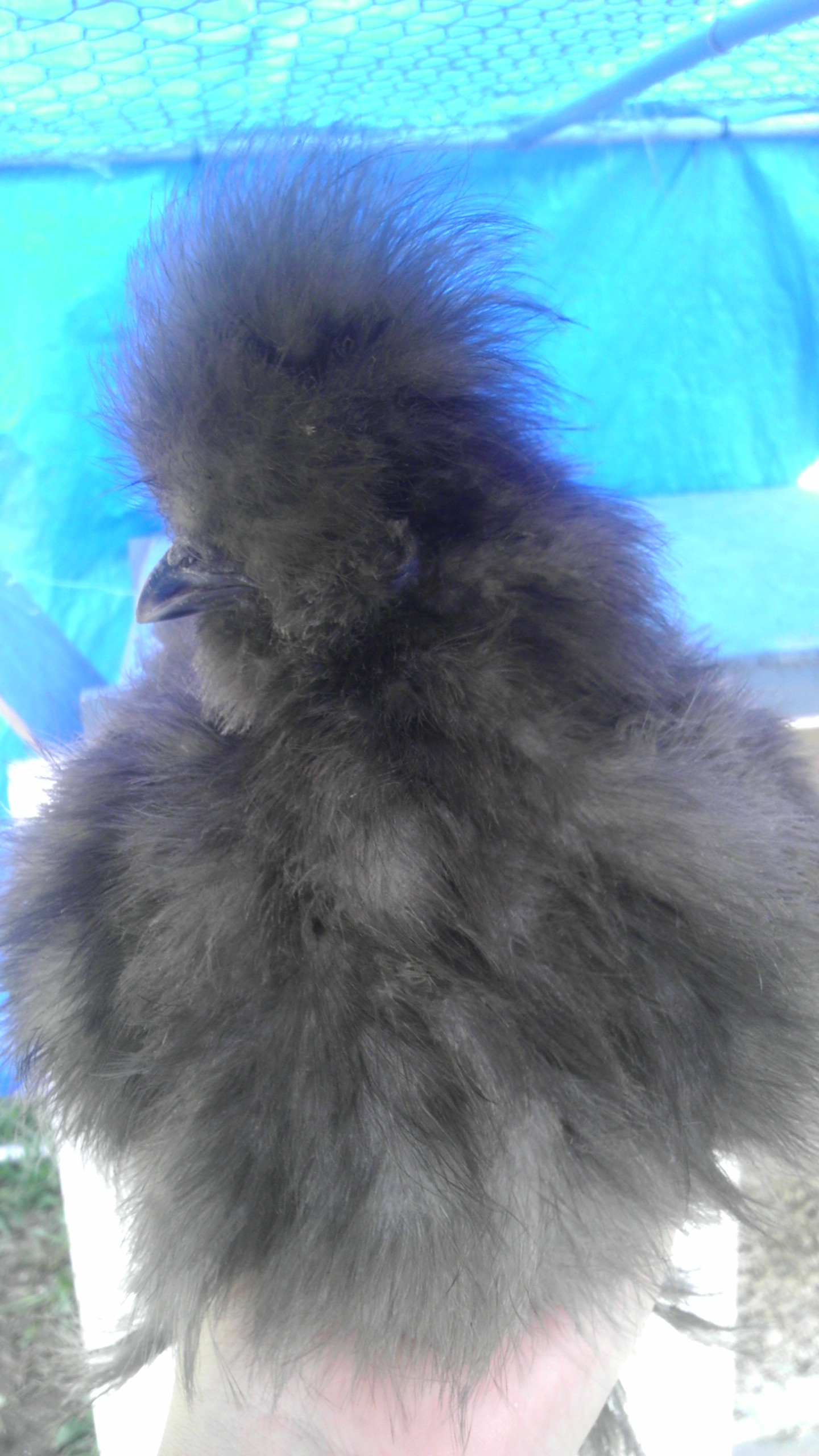 Booberry, could be a boy could ba a girl, still waiting.