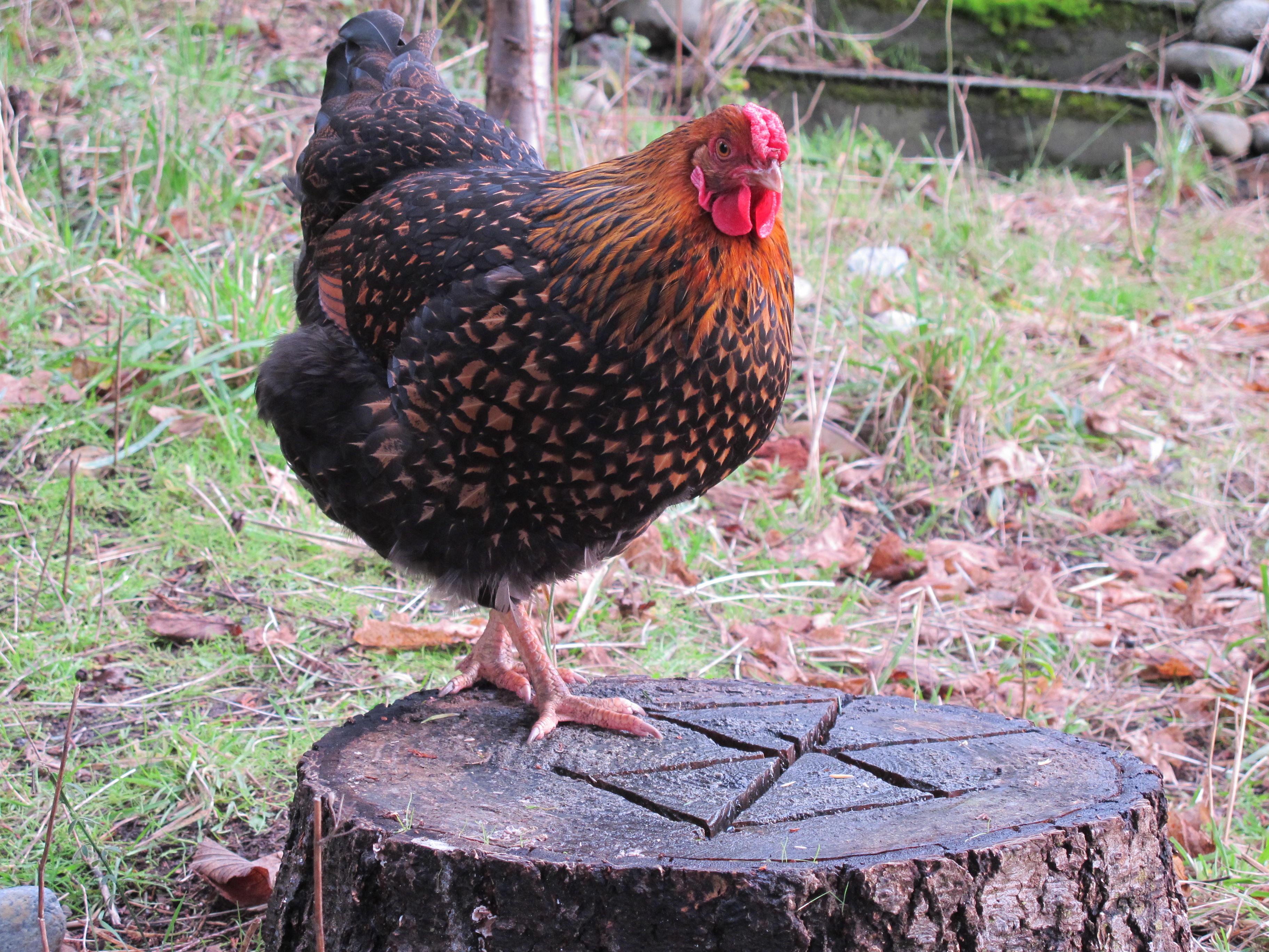"boobie boobie" my gold laced wyandotte