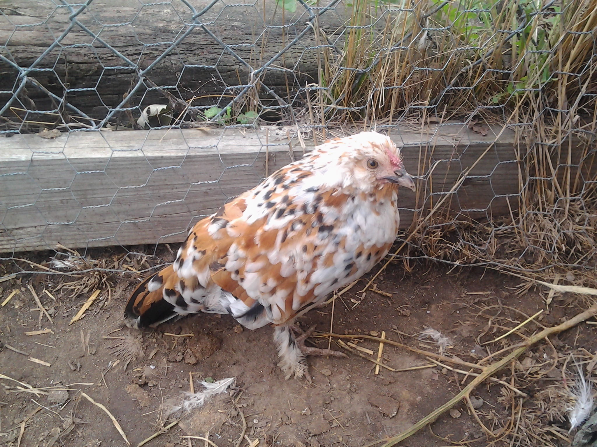 Booted Bantam Rooster. He has grown alot since this picture tho.