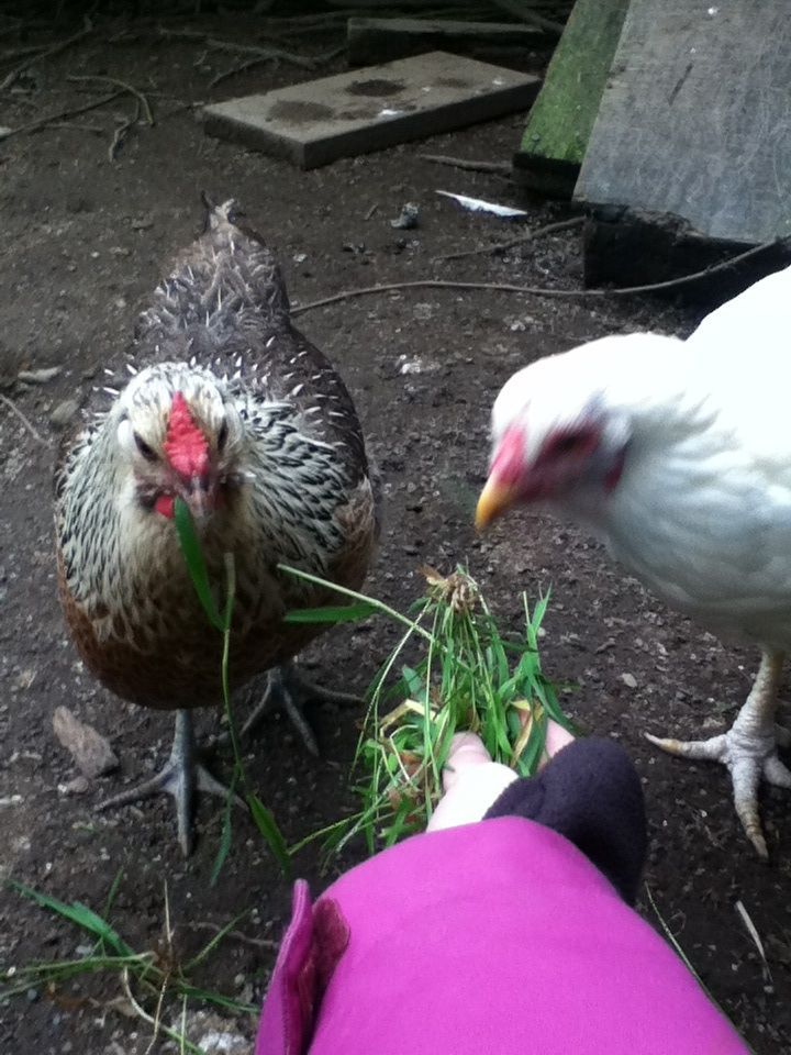Borialis and Stumblefoot the hens