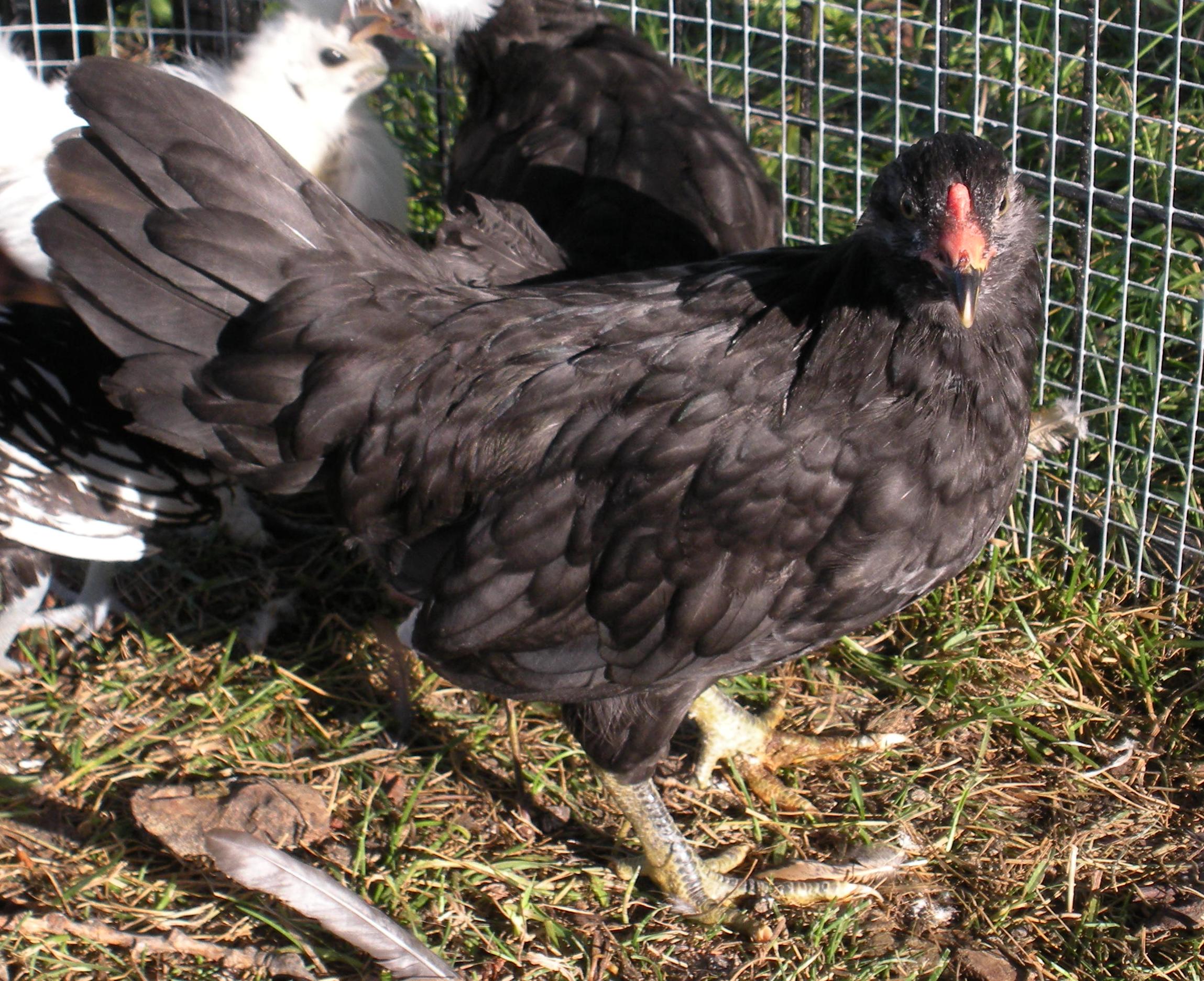 Born close to June 10th. Little one was an "Extra" in a feed store shipment. Gender/Breed Unsure