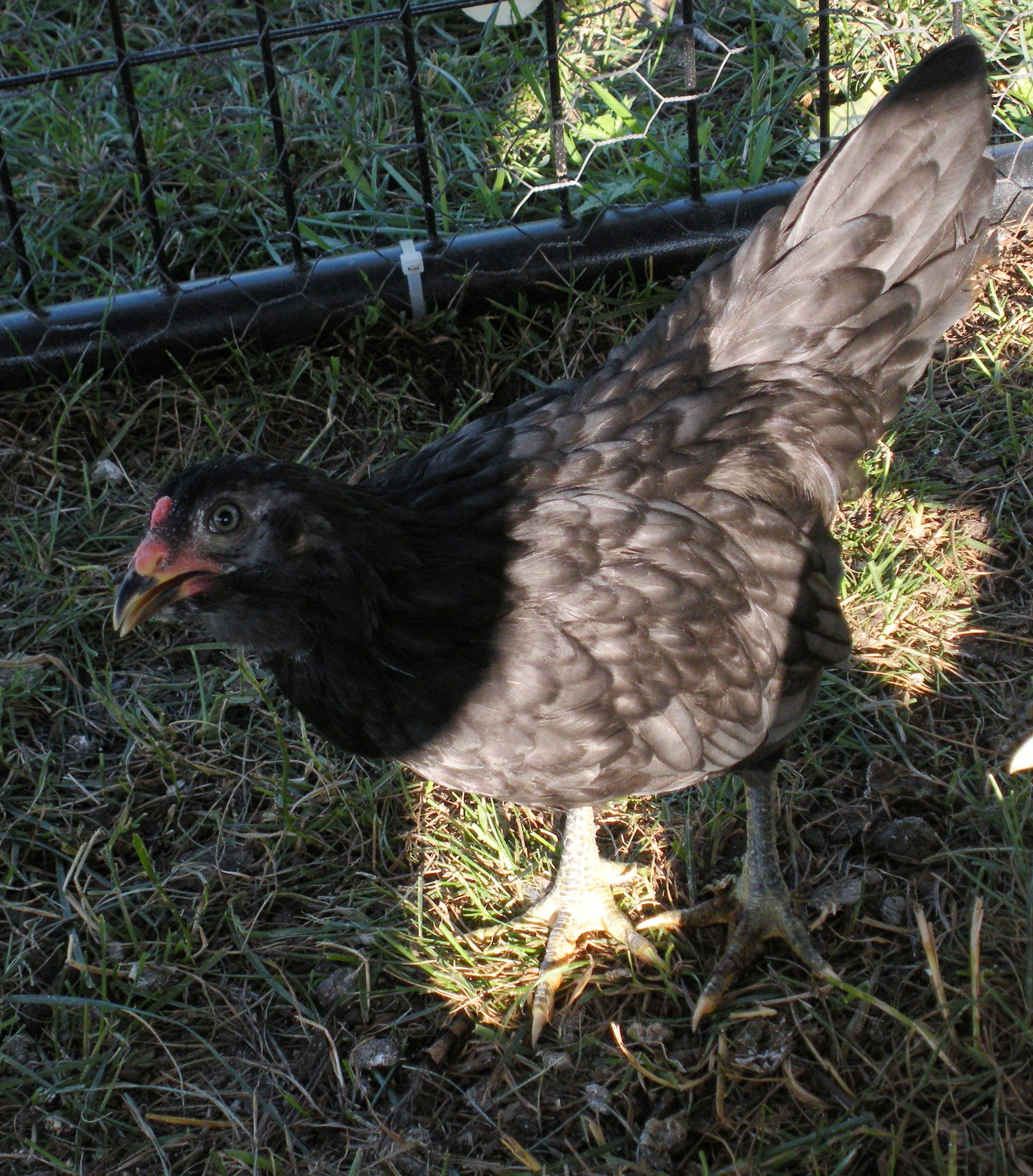 Born close to  June 10th. Little one was an "Extra" in a feed store shipment. Gender/Breed Unsure