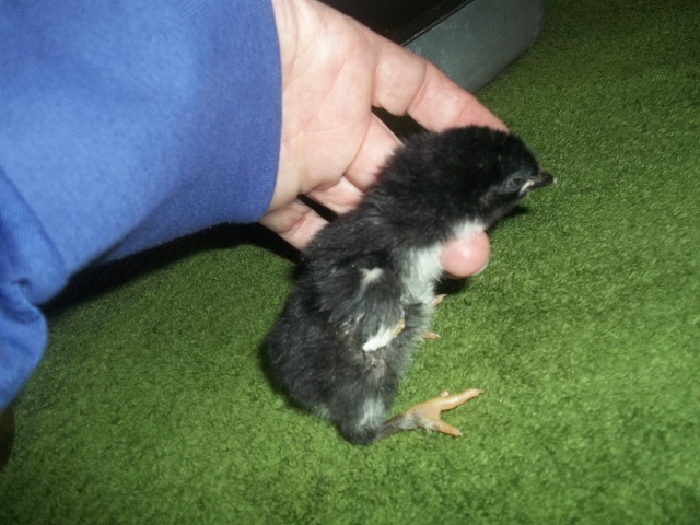 born funky.... next day fine