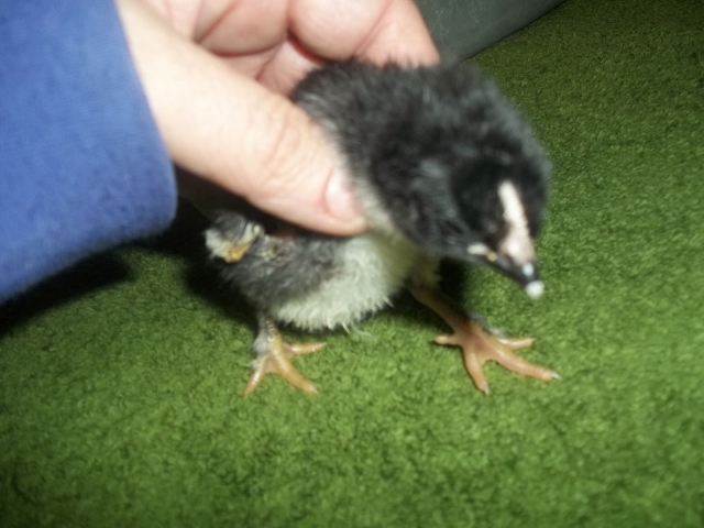 born funky.... next day fine