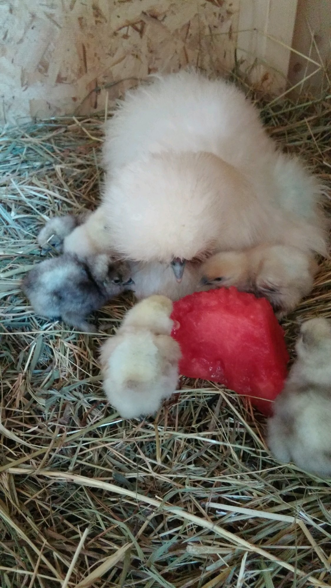 Born on July 12, 2017